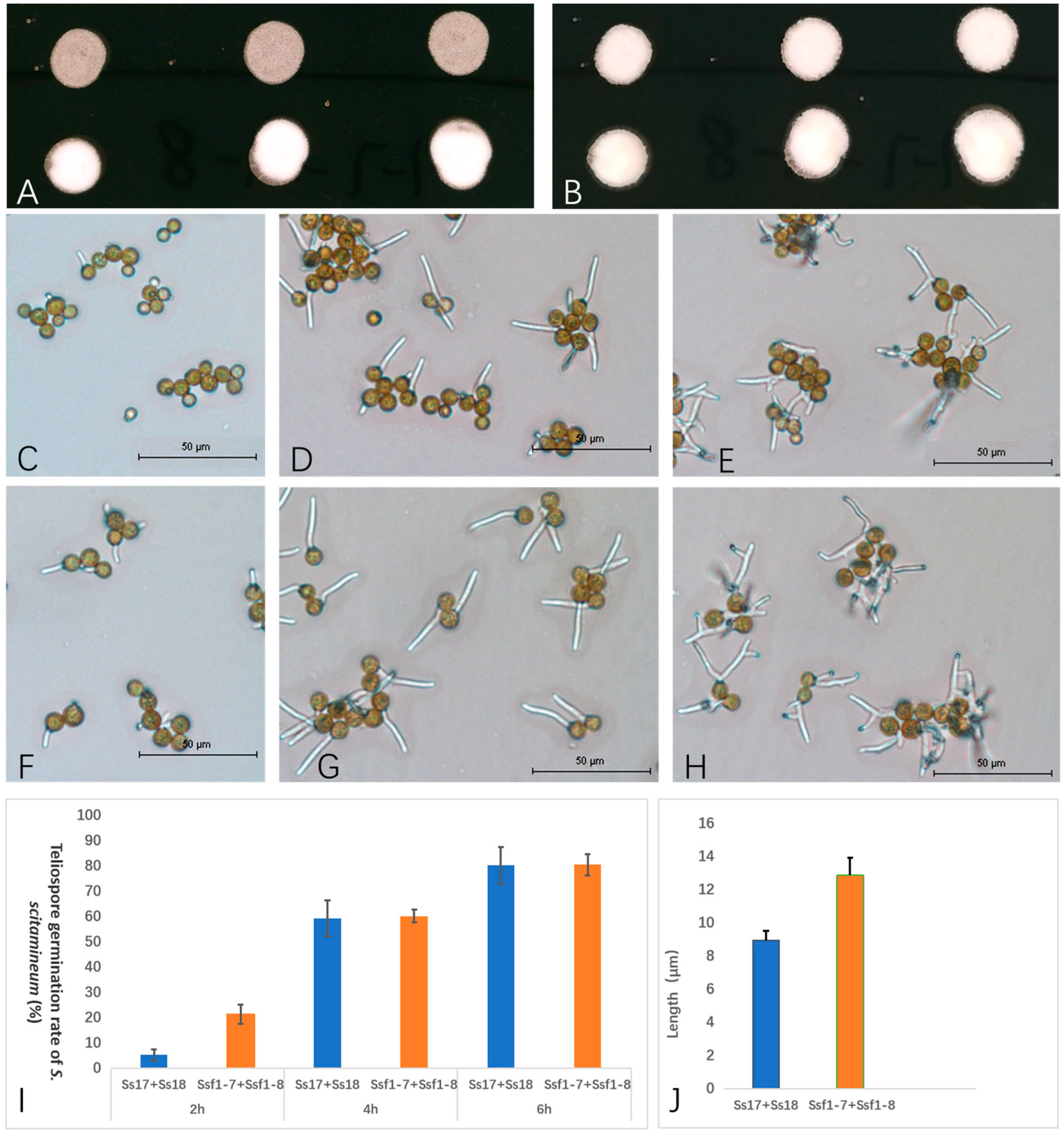 Plants 12 00316 g002