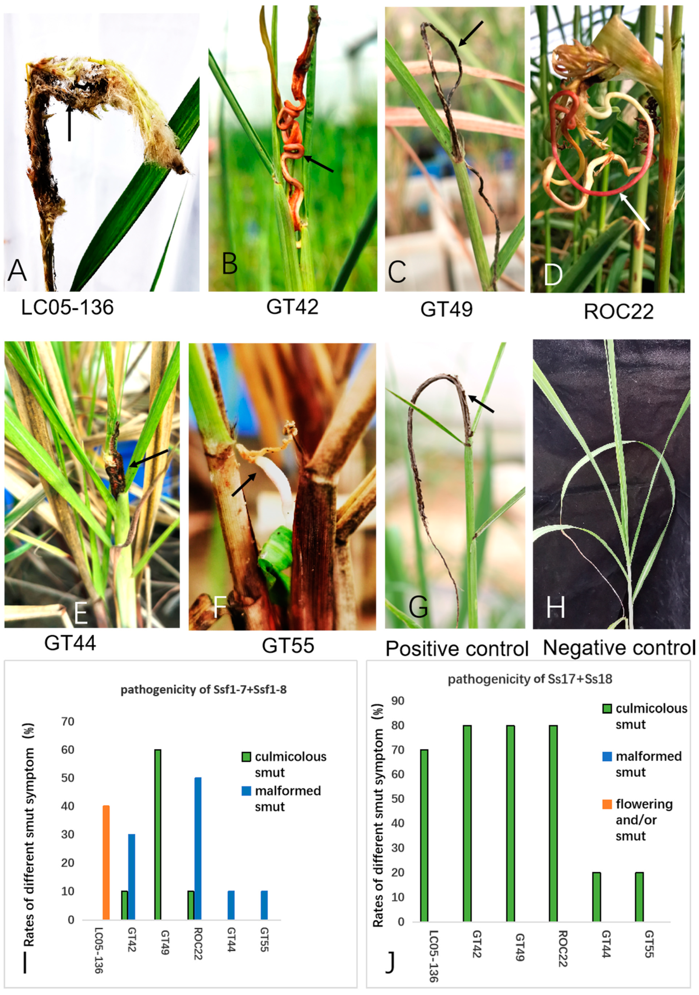 Plants 12 00316 g003