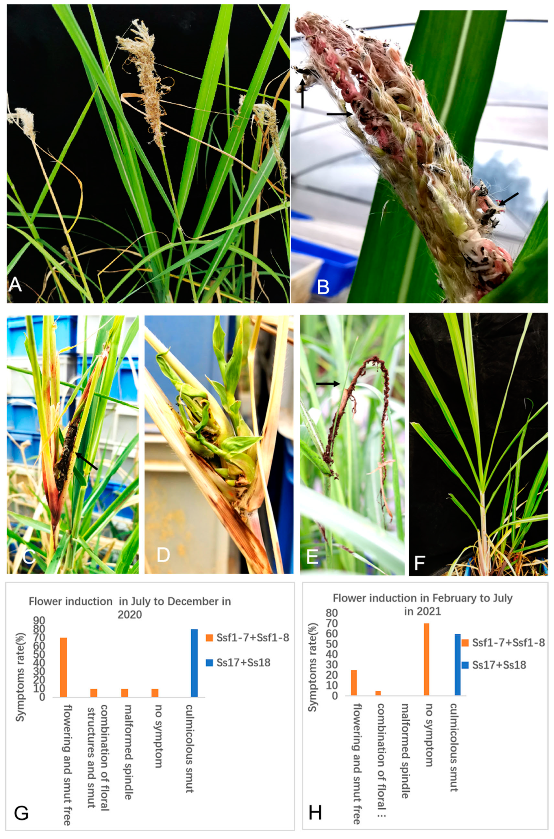 Plants 12 00316 g005