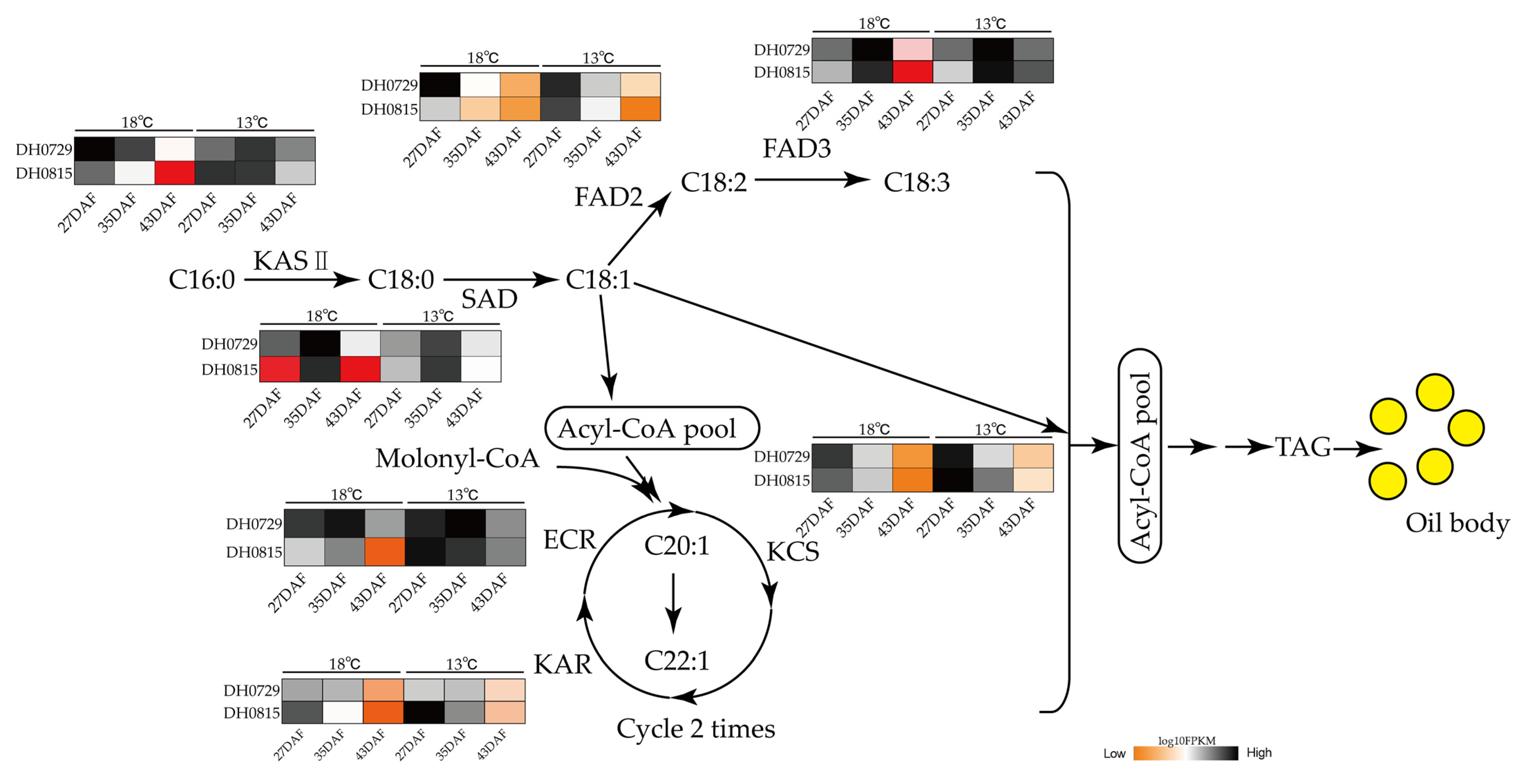 Plants 12 00325 g006 Plants 12 00325 g006