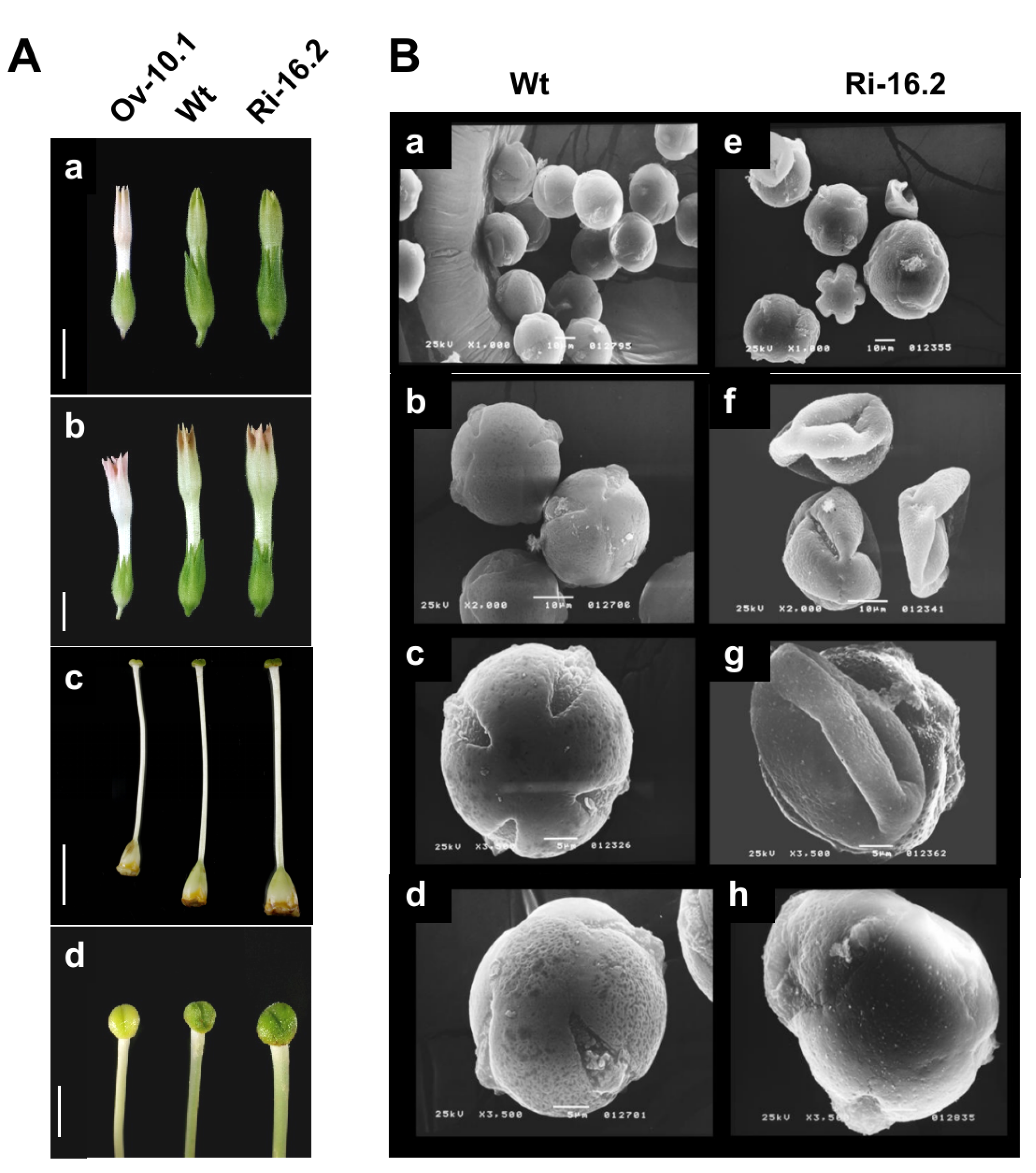 Plants 12 00329 g004