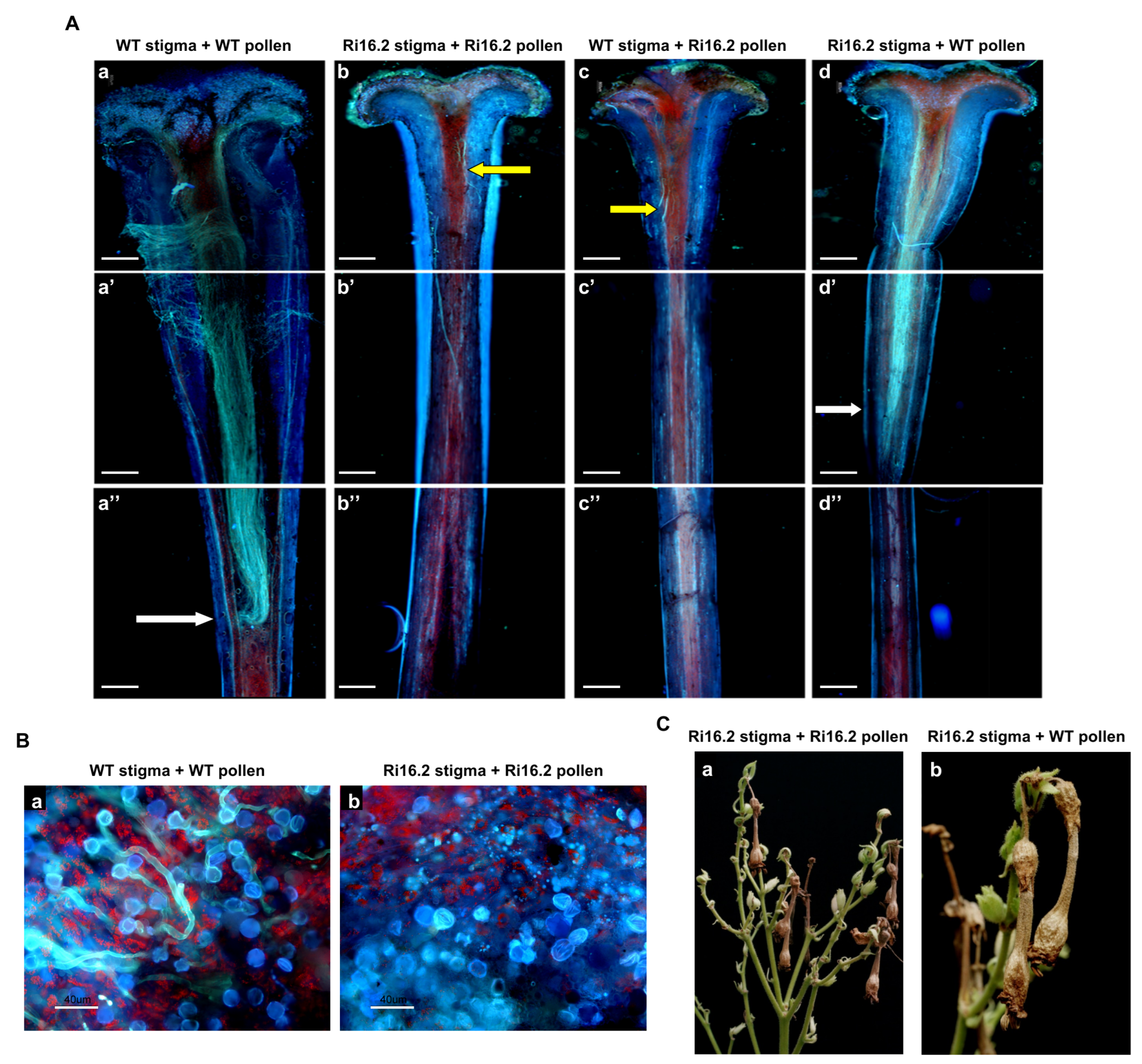 Plants 12 00329 g005