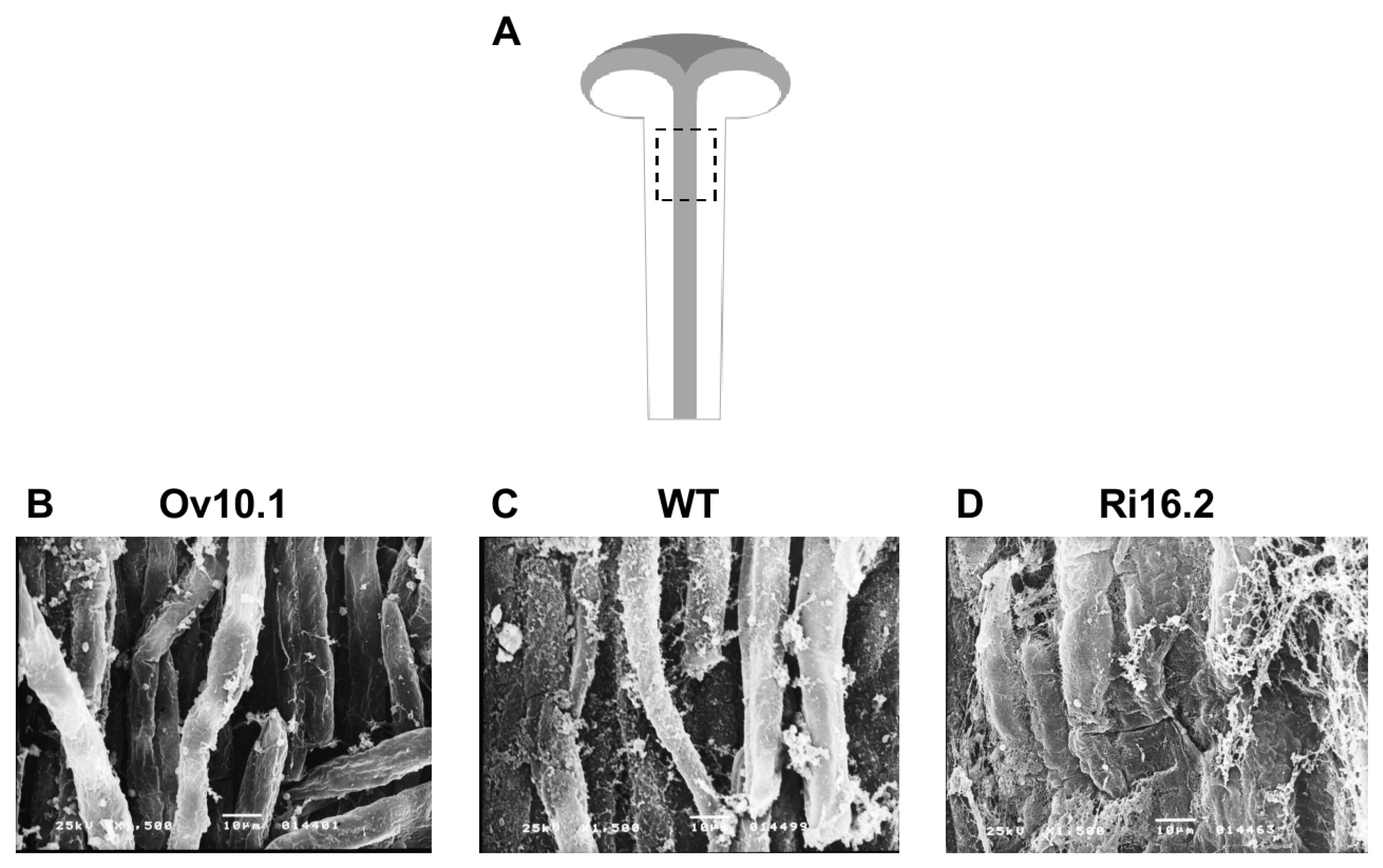 Plants 12 00329 g006