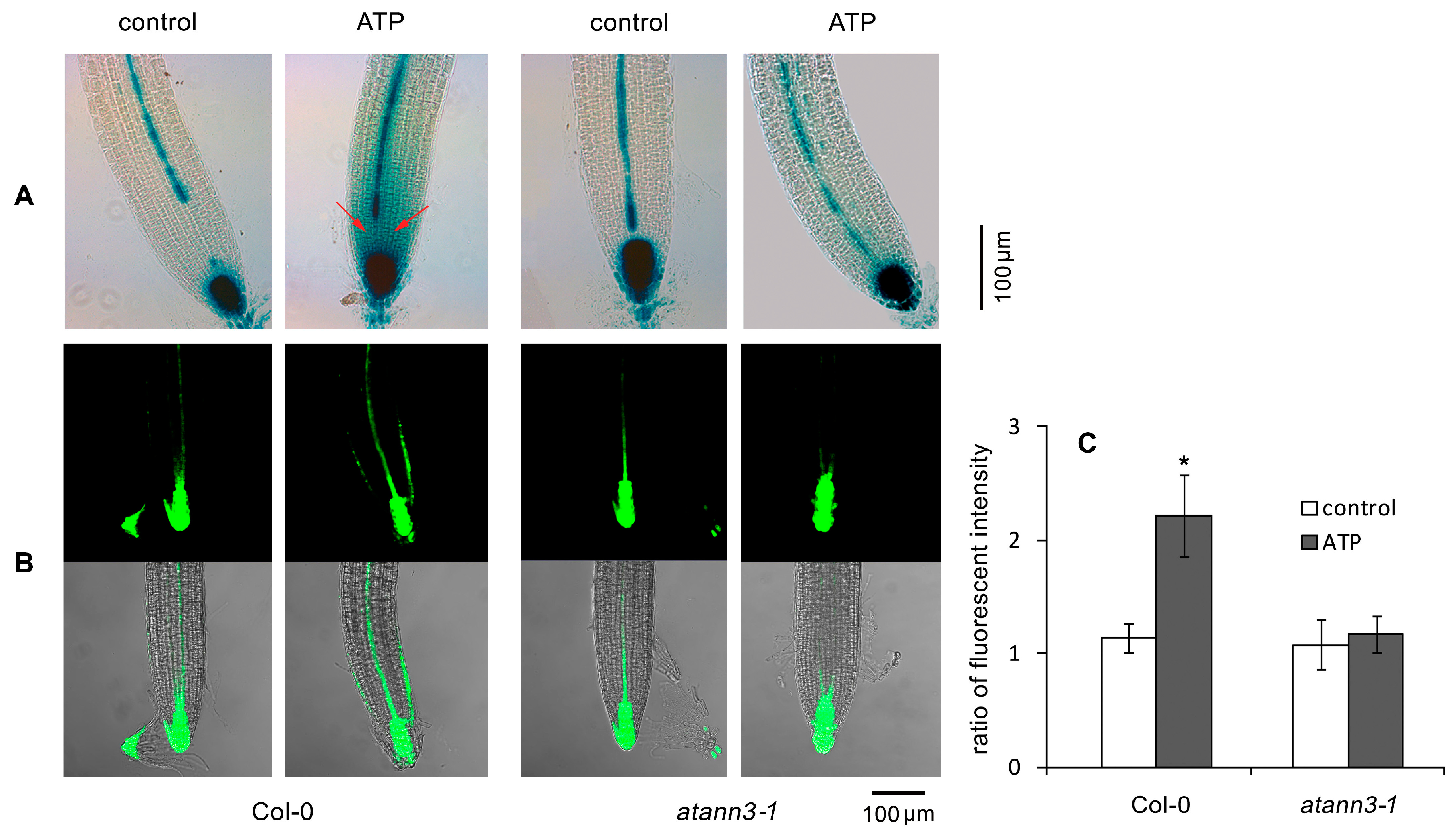 Plants 12 00330 g002 Plants 12 00330 g002