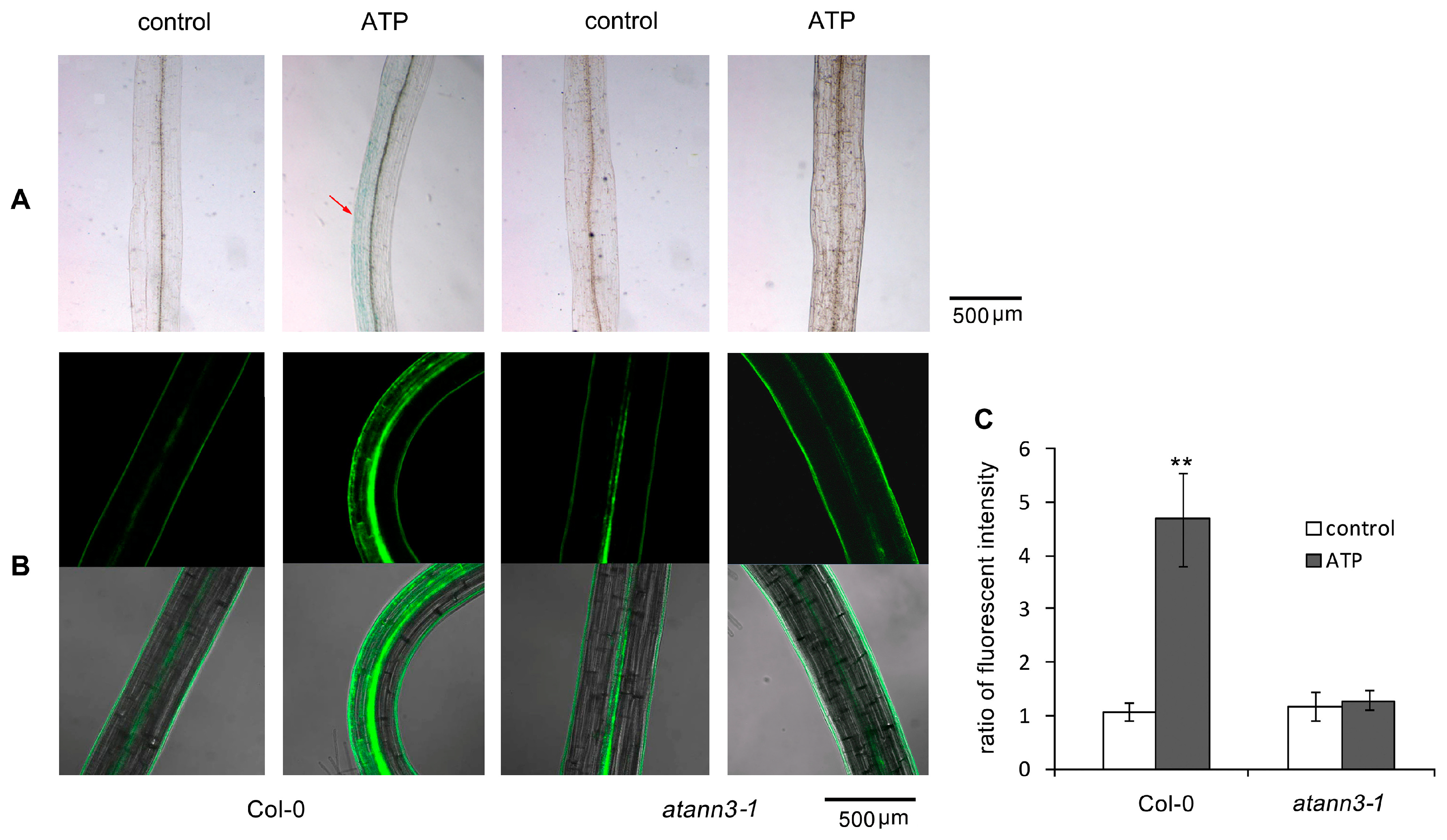 Plants 12 00330 g003 Plants 12 00330 g003