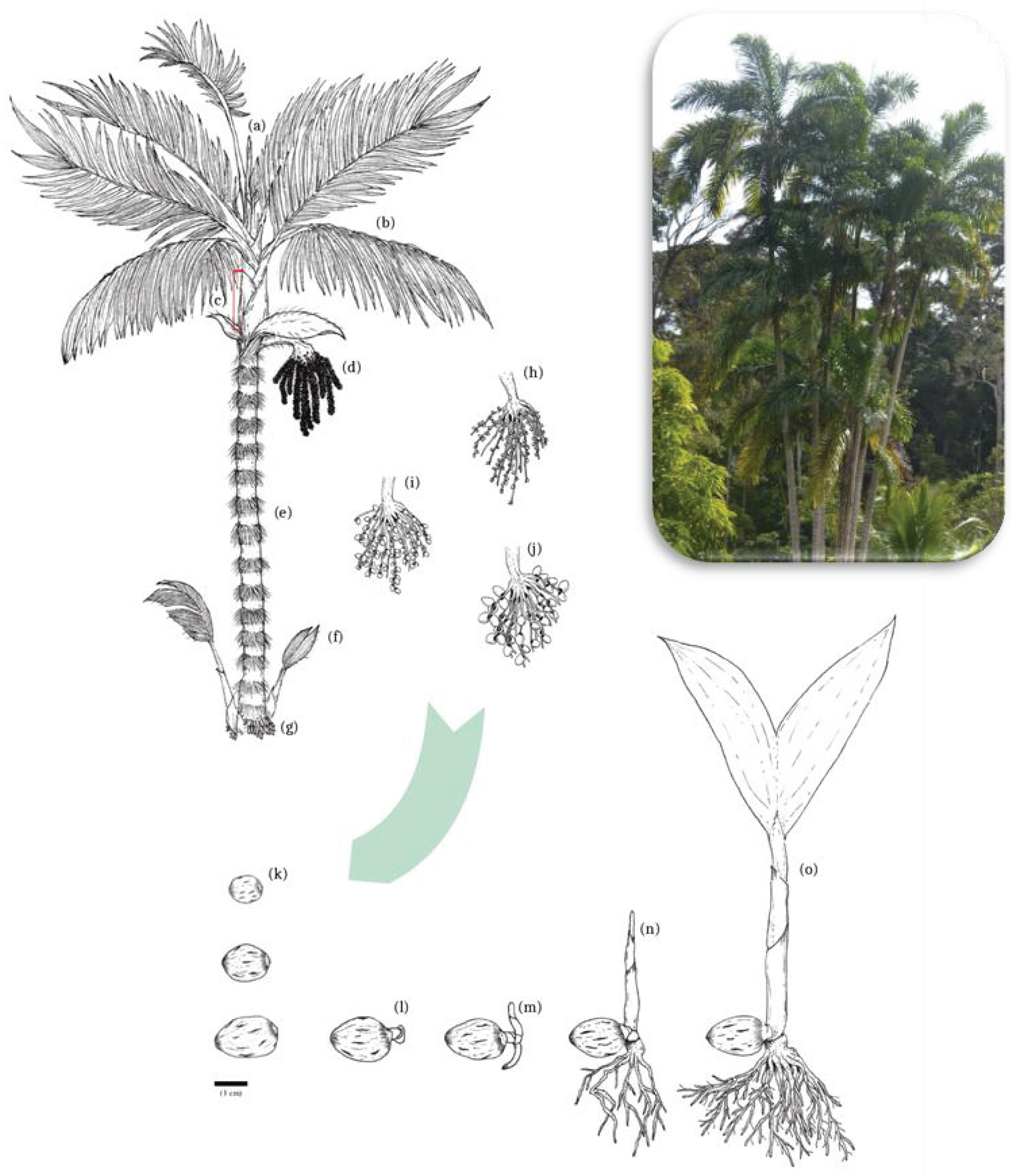 Plants 12 00337 g002