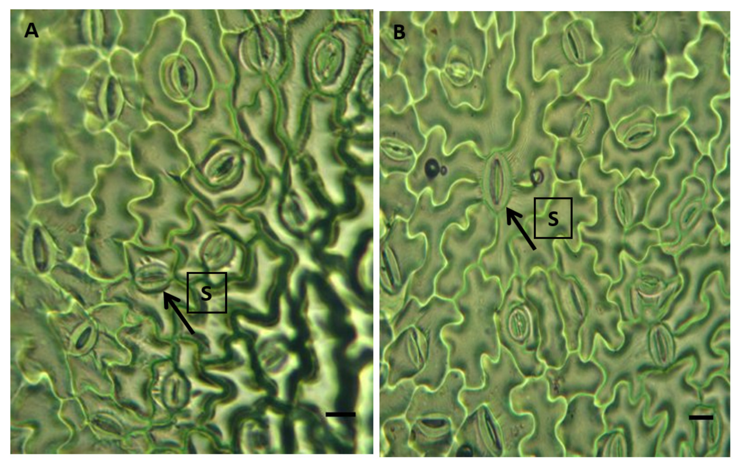 Plants 12 00340 g003