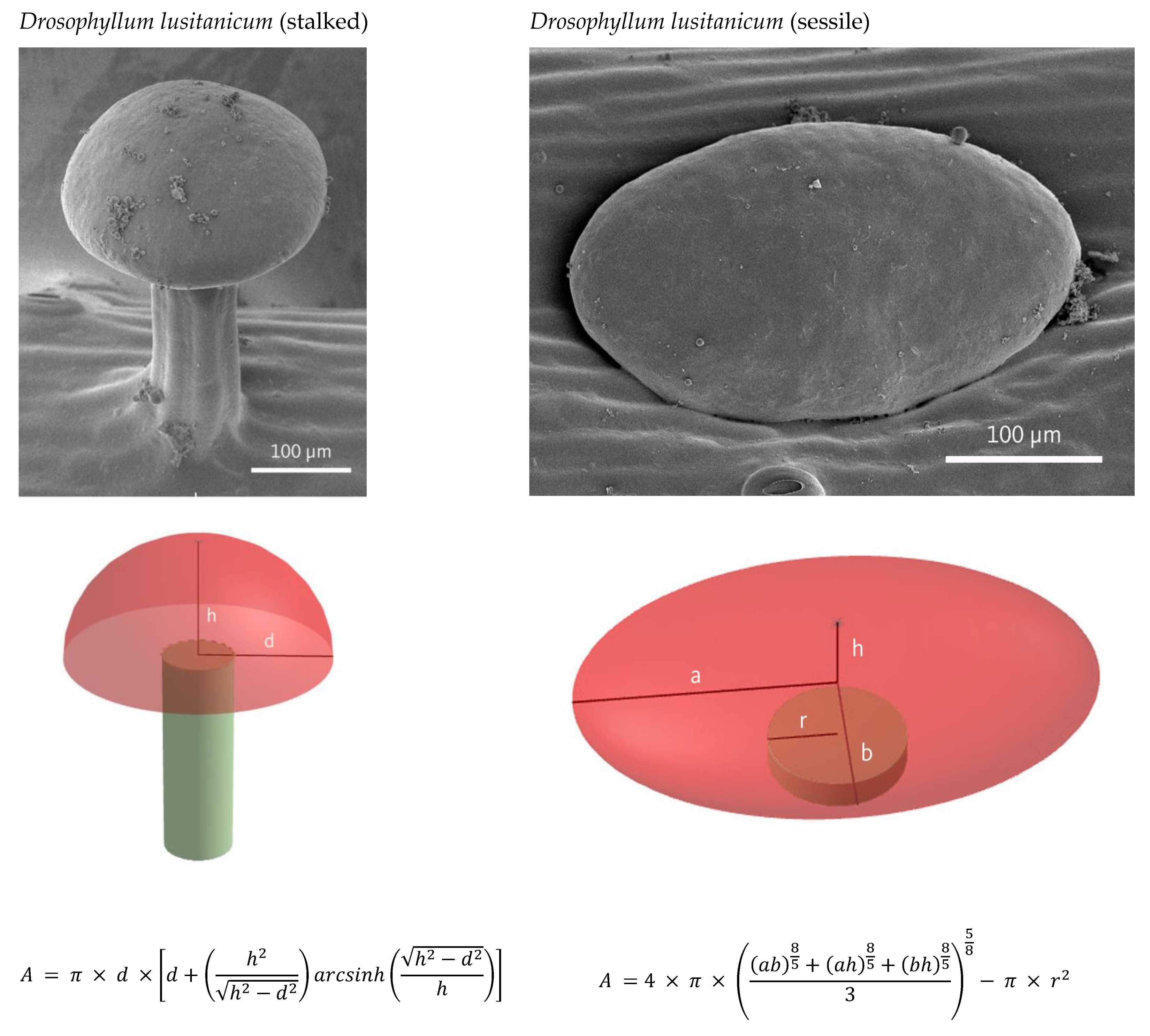 Plants 12 00341 g005a Plants 12 00341 g005a