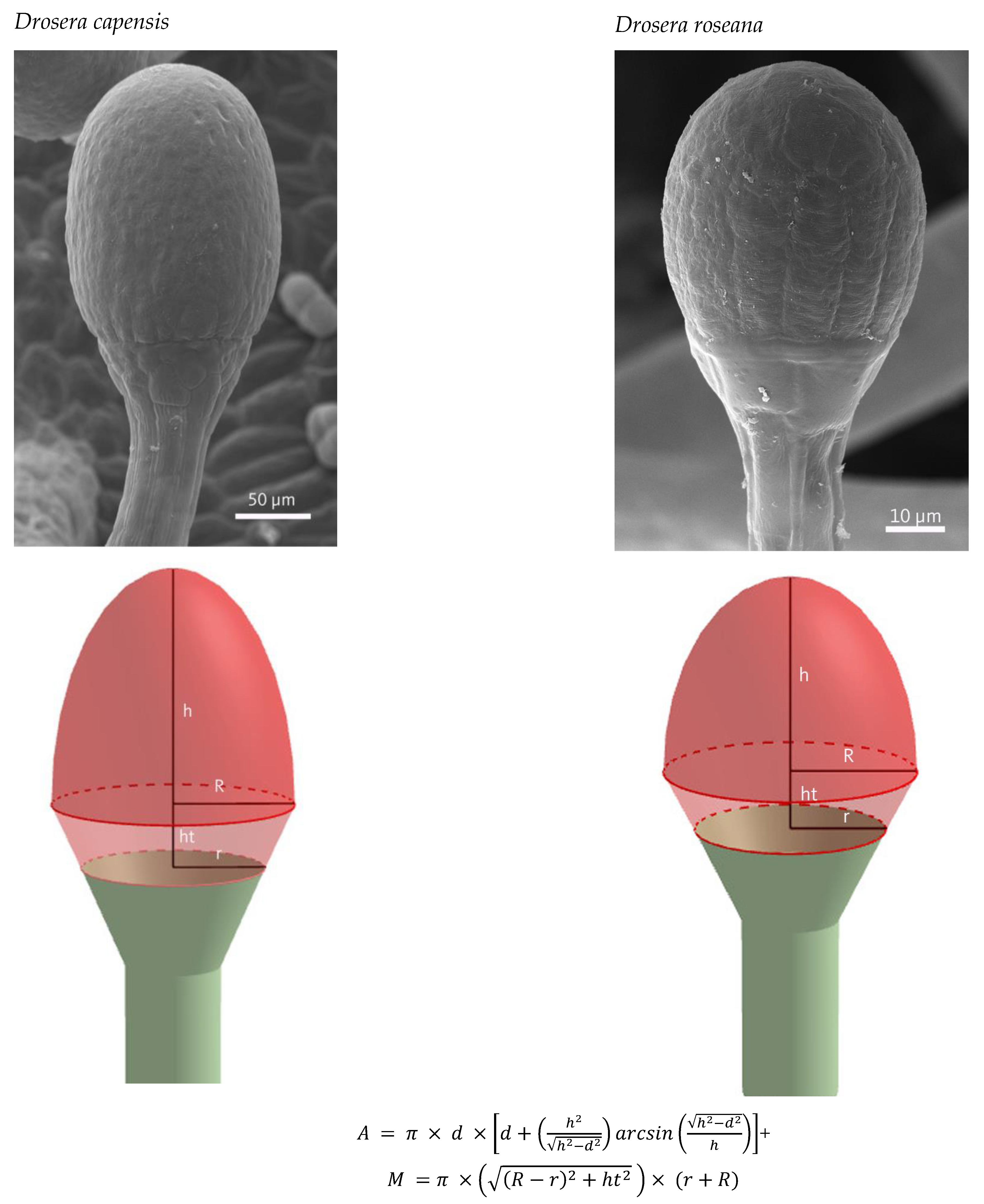 Plants 12 00341 g005b Plants 12 00341 g005b