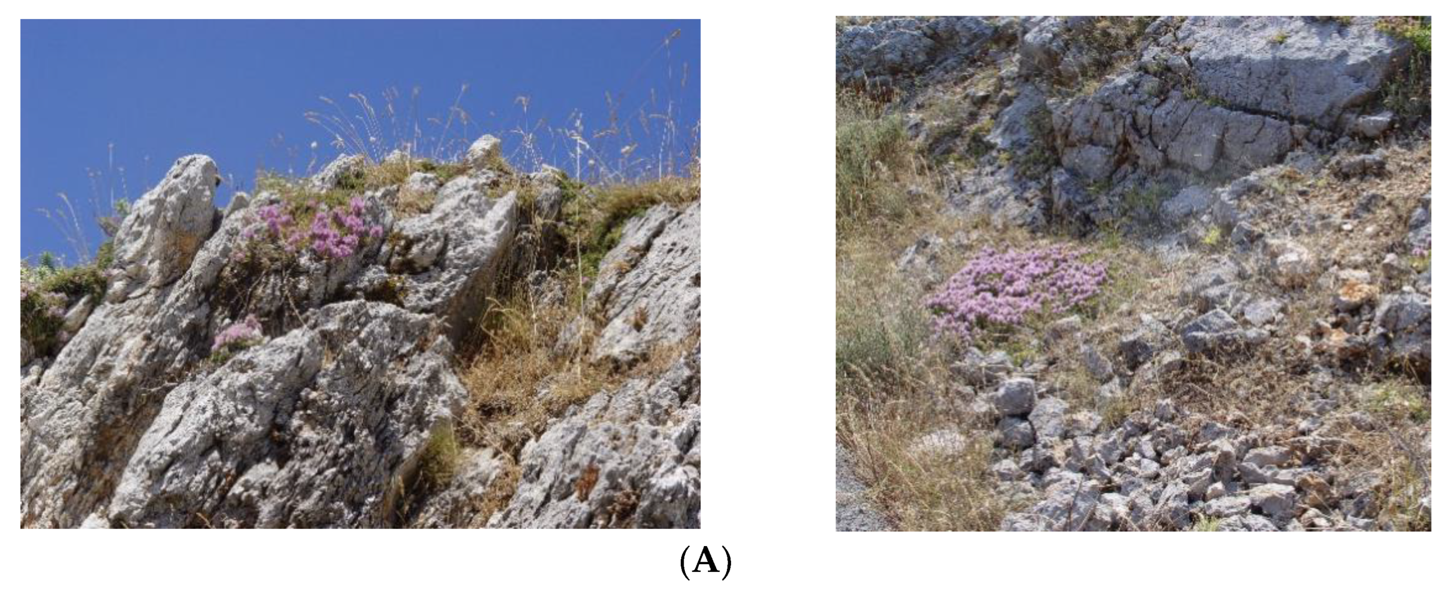 Plants 12 00348 g006a Plants 12 00348 g006a