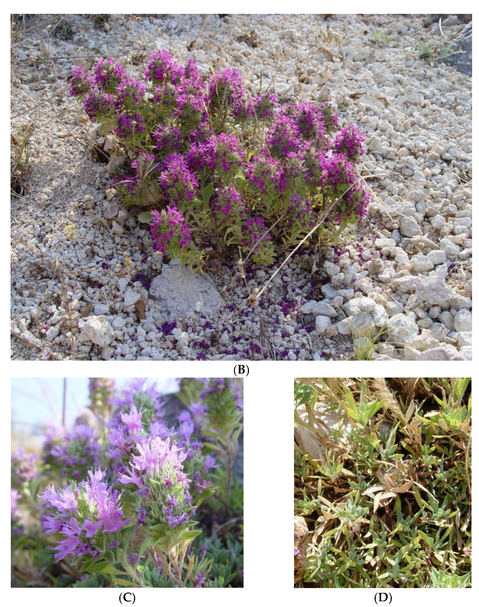 Plants 12 00348 g006b Plants 12 00348 g006b