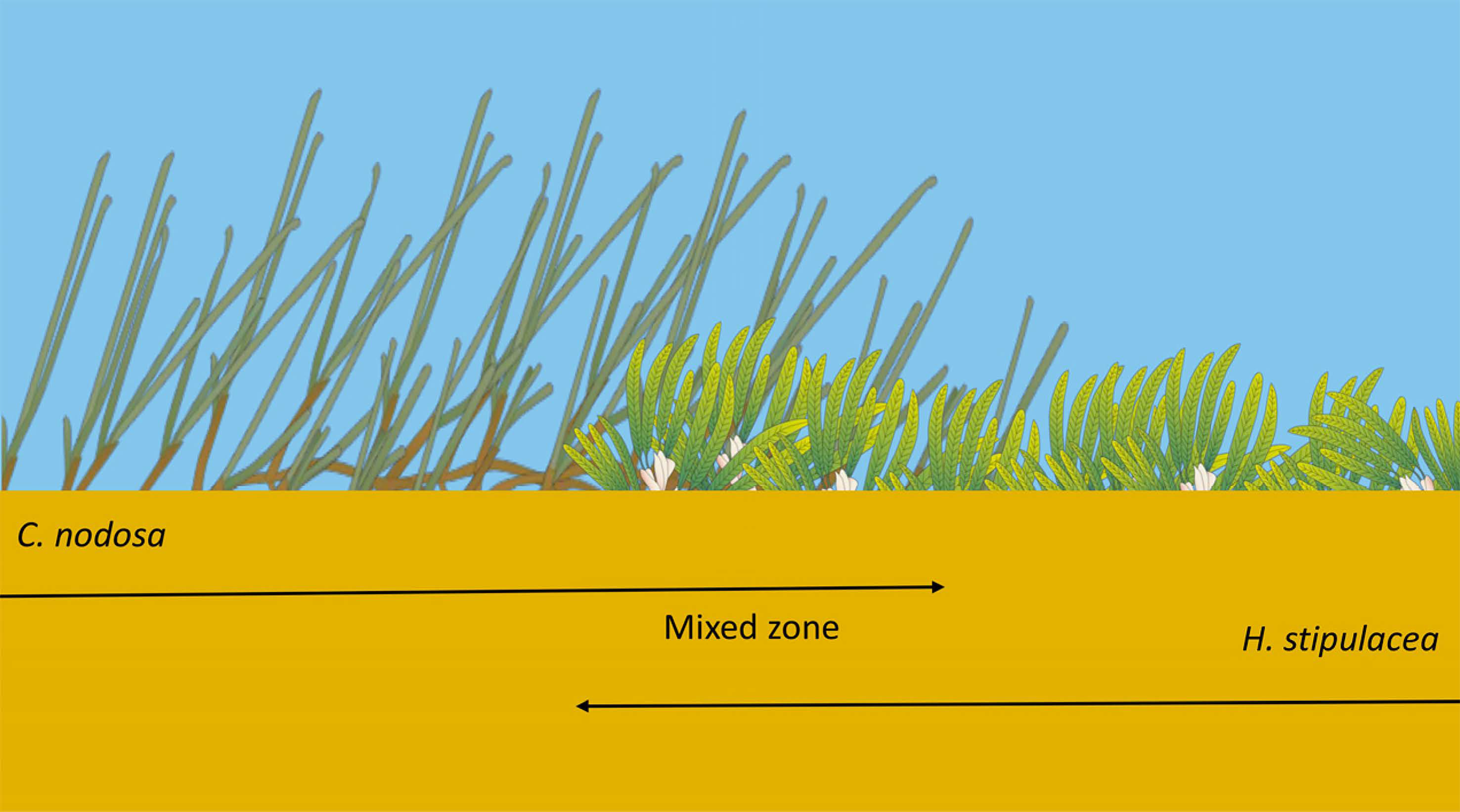 Plants 12 00350 g004 Plants 12 00350 g004