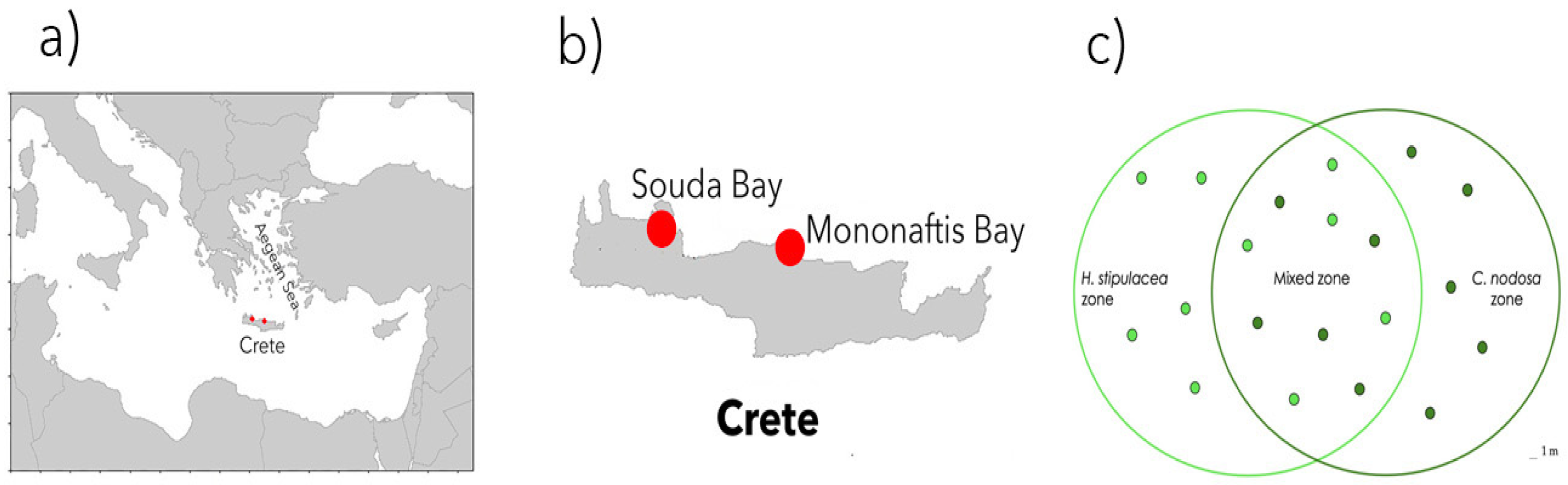 Plants 12 00350 g005 Plants 12 00350 g005