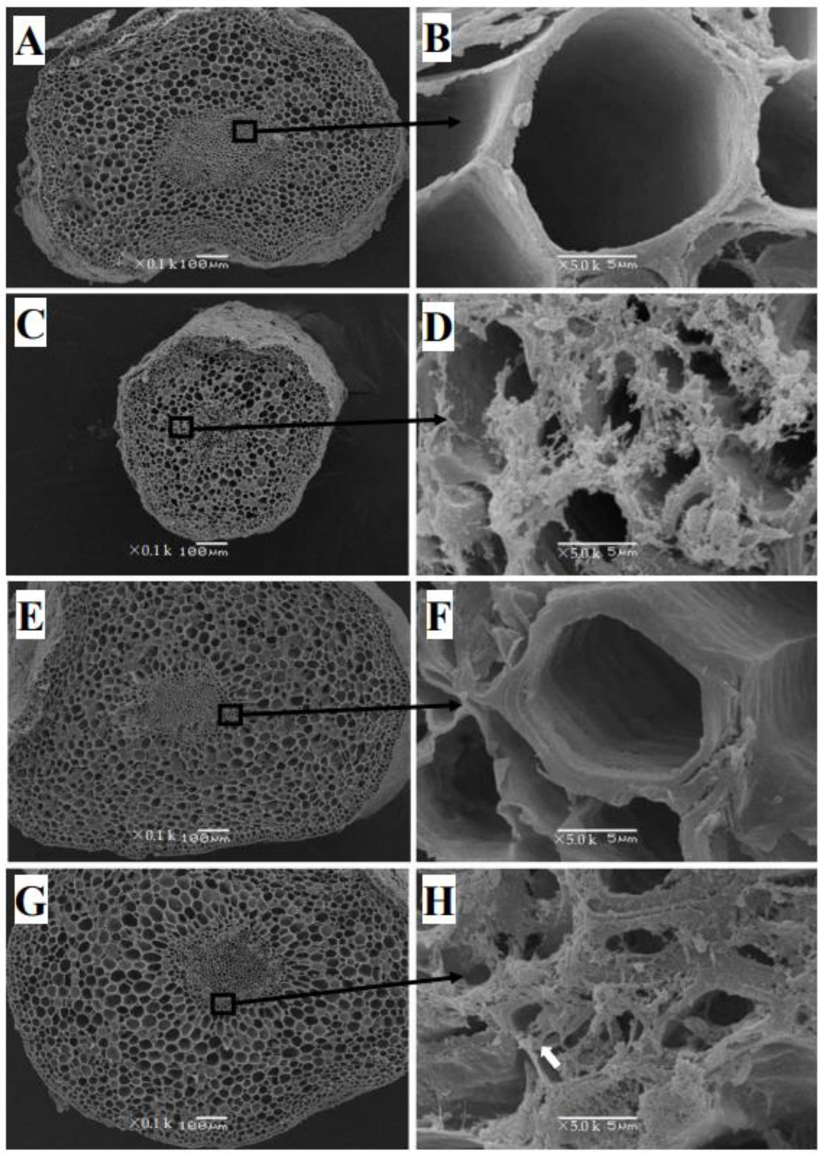 Plants 12 00351 g004