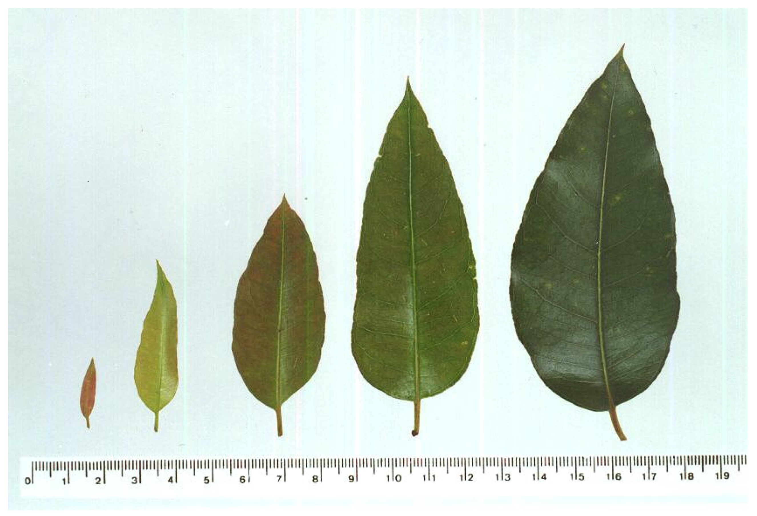 Plants 12 00353 g001