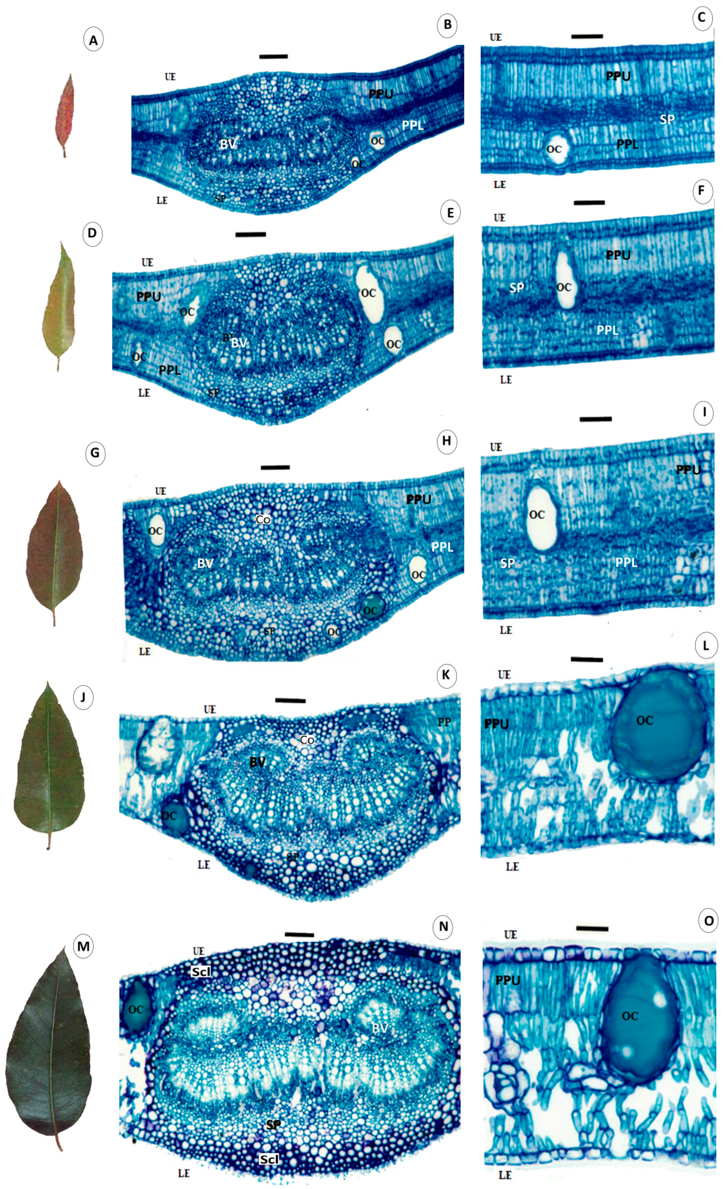 Plants 12 00353 g002