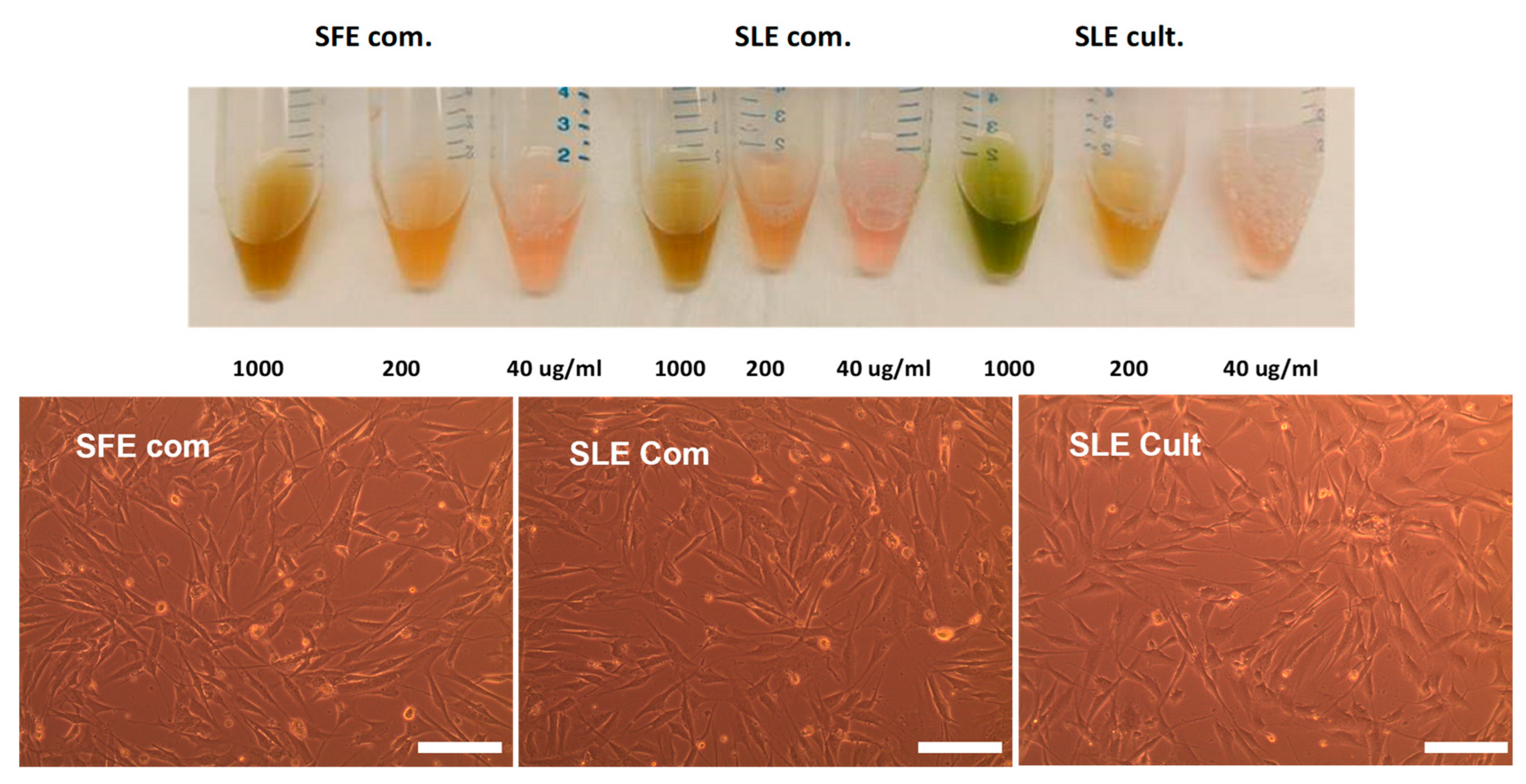 Plants 12 00361 g006