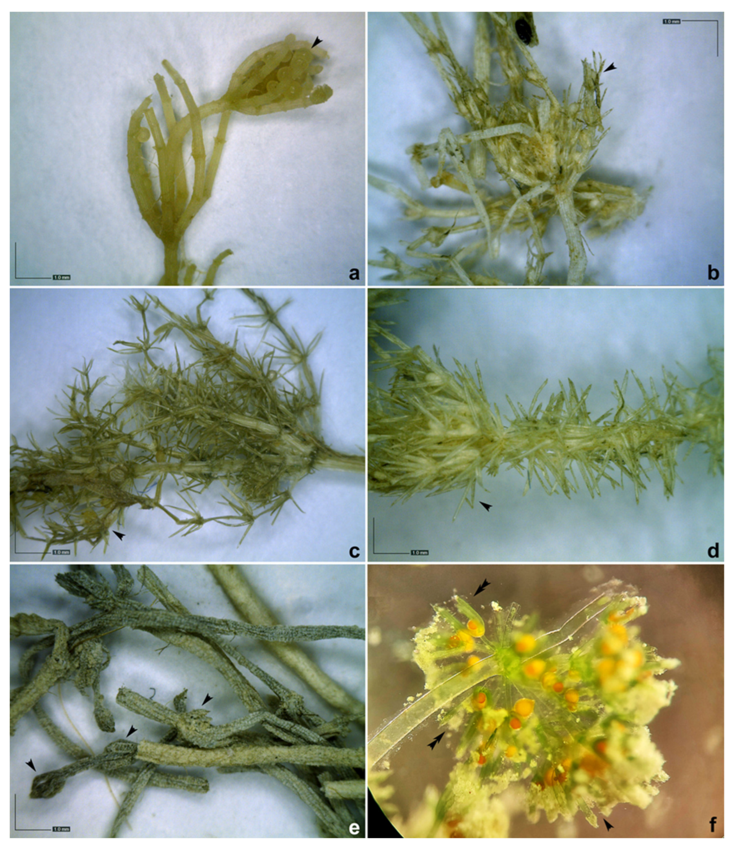 Plants 12 00368 g0a2 Plants 12 00368 g0a2