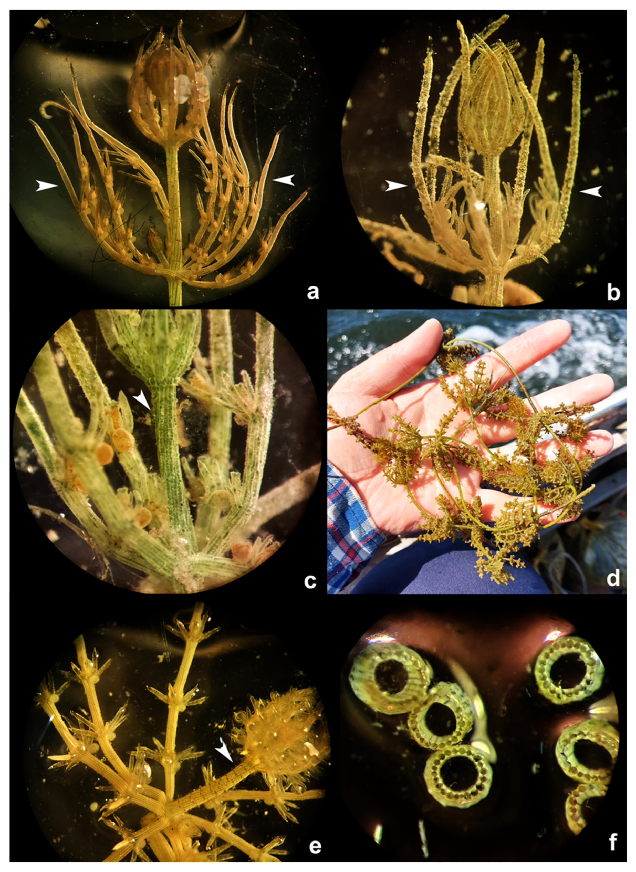 Plants 12 00368 g0a3 Plants 12 00368 g0a3