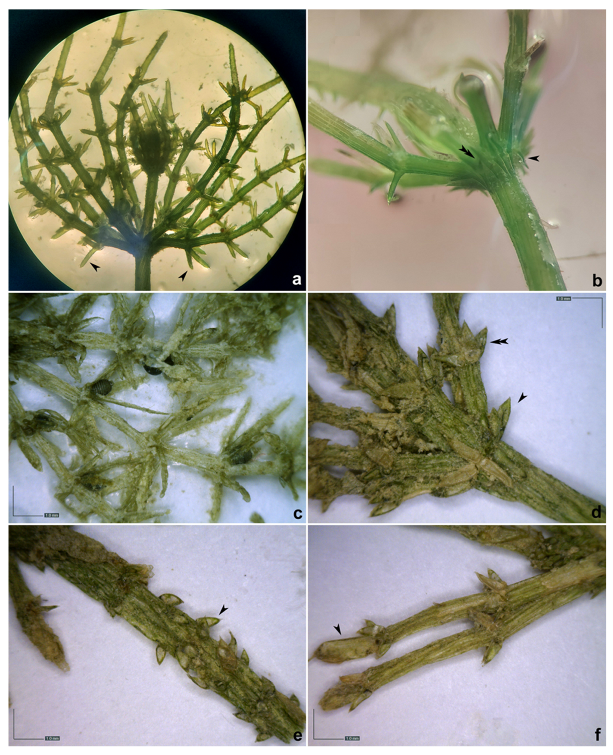 Plants 12 00368 g0a4 Plants 12 00368 g0a4
