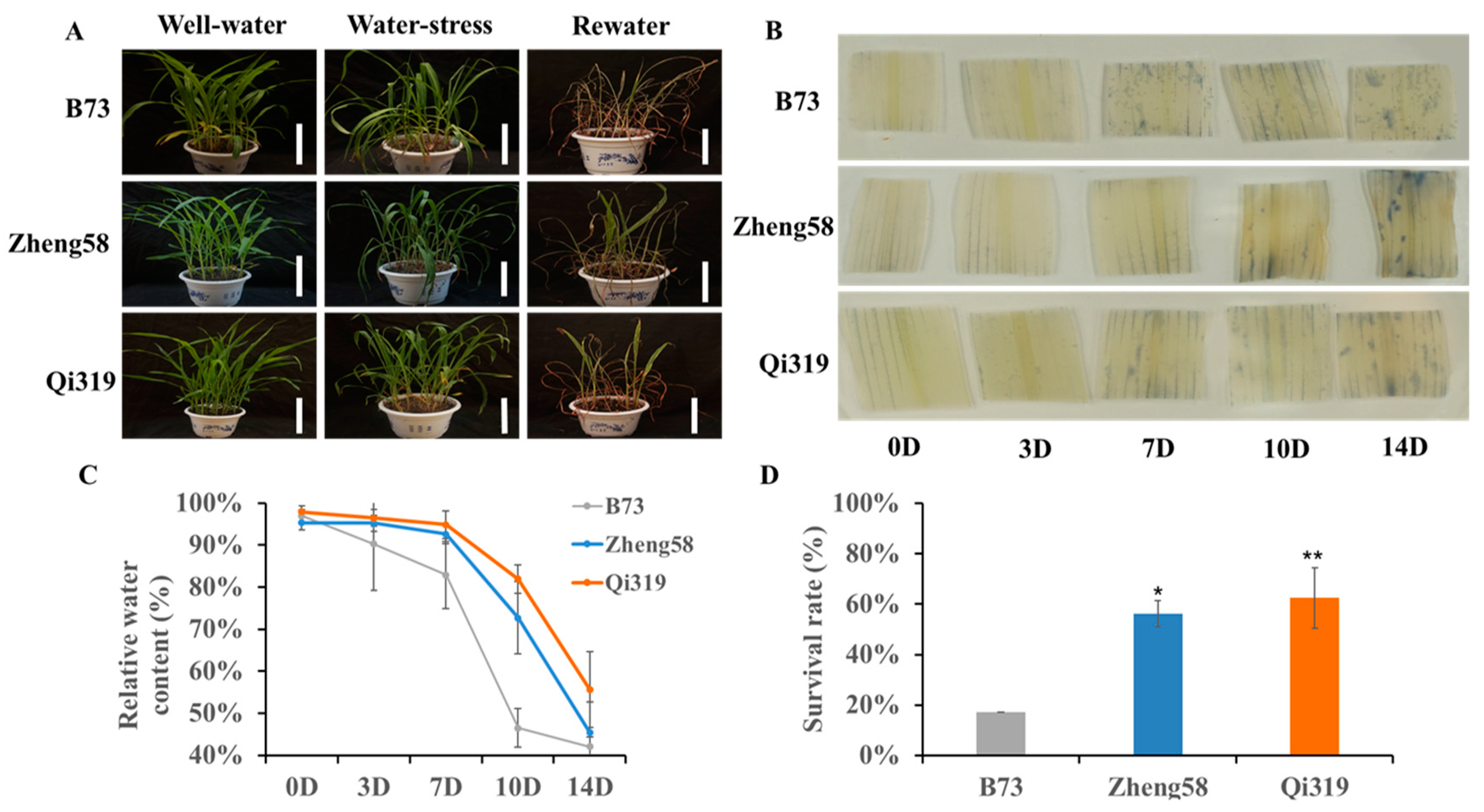 Plants 12 00369 g006 Plants 12 00369 g006