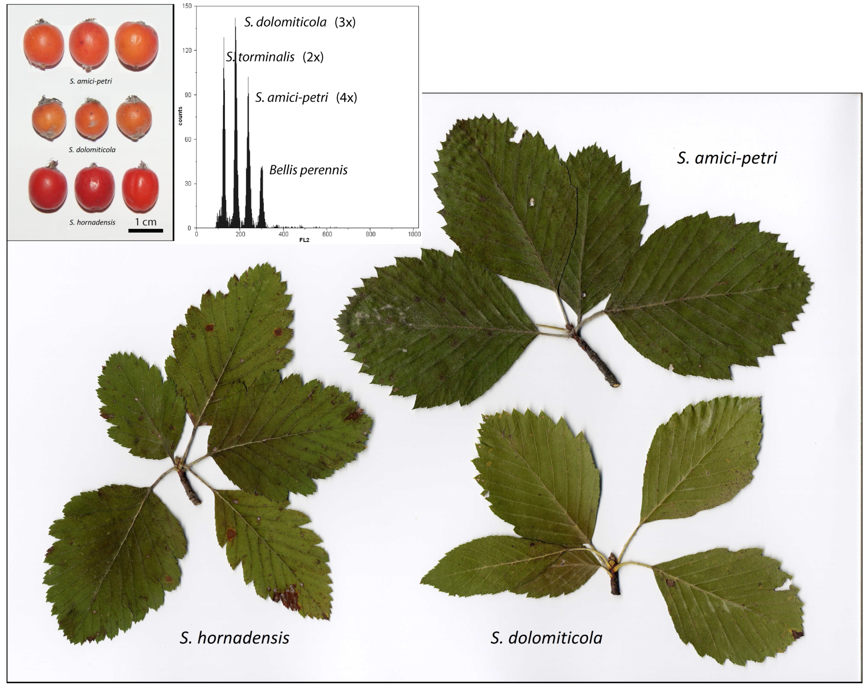 Plants 12 00373 g001
