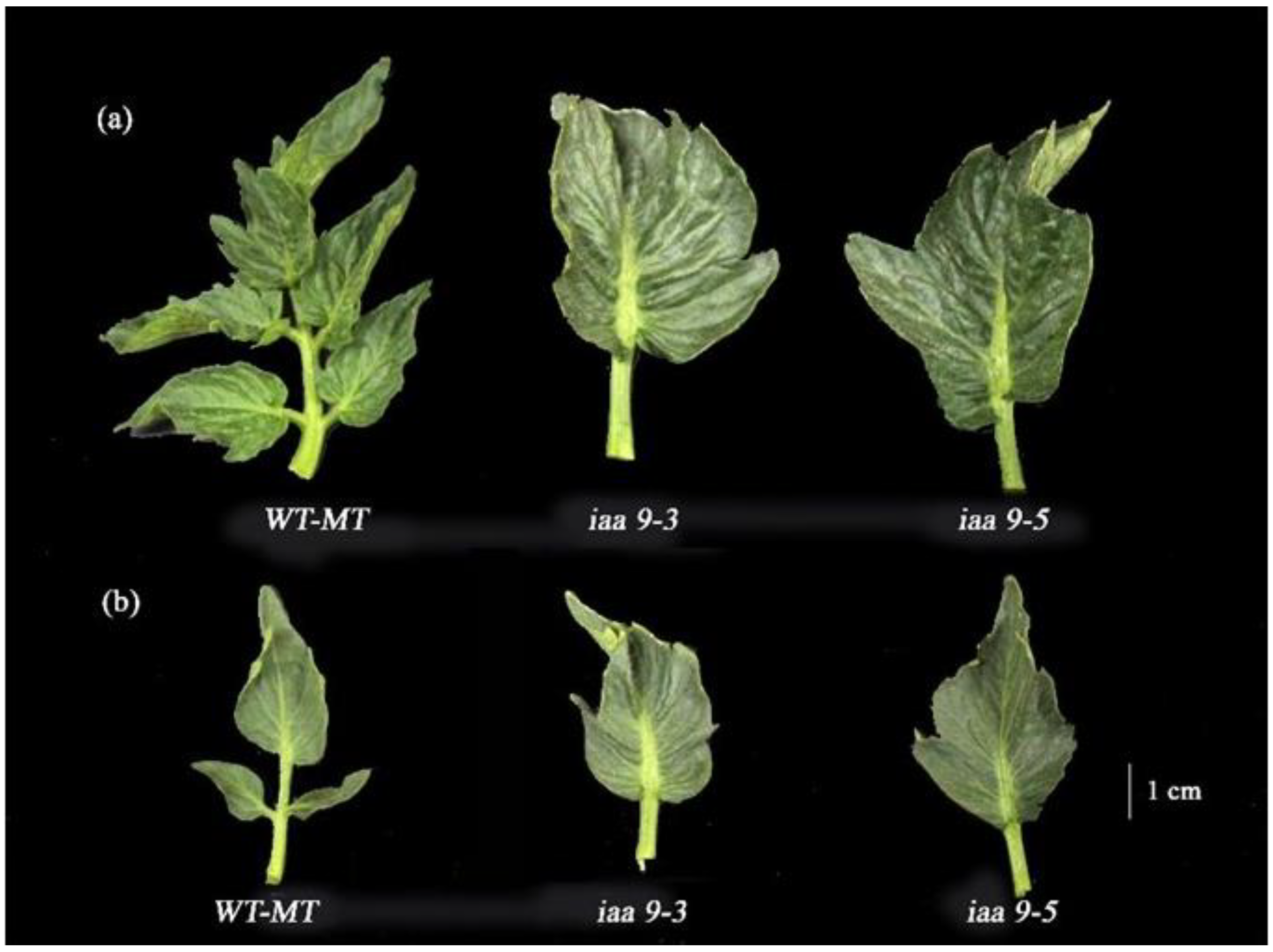Plants 12 00378 g002 Plants 12 00378 g002
