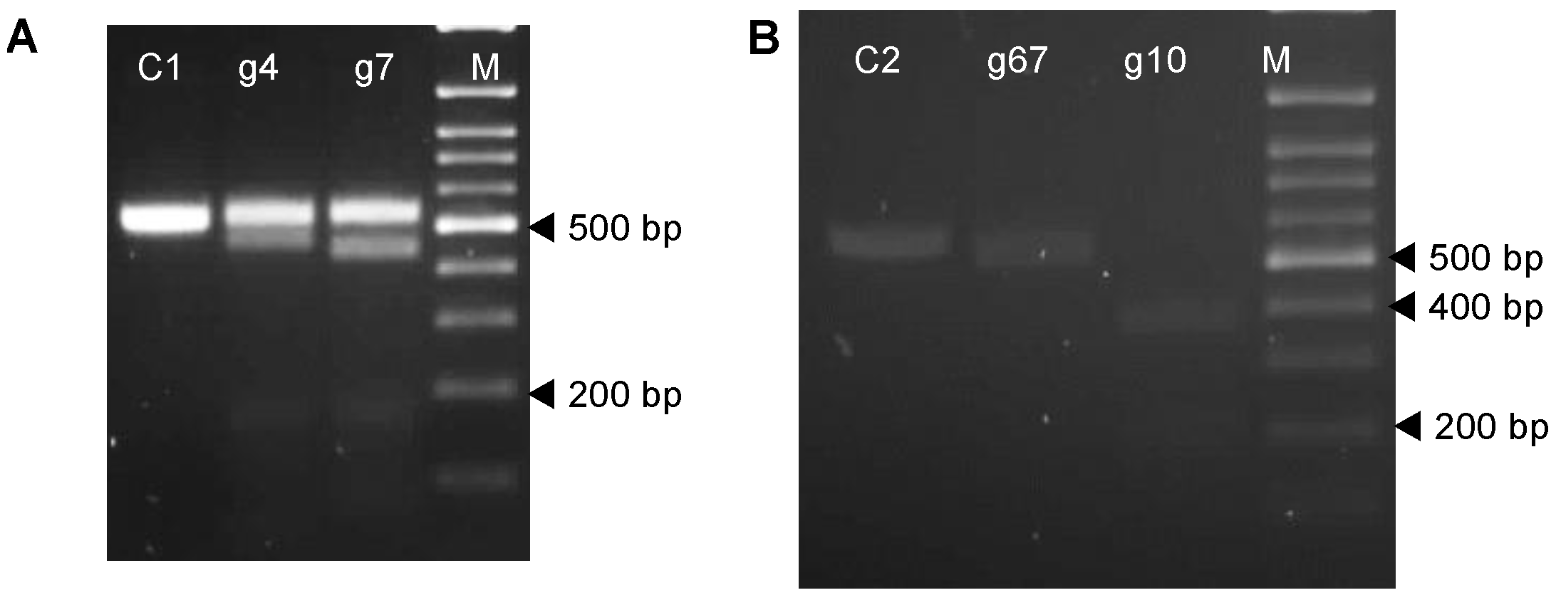 Plants 12 00379 g002