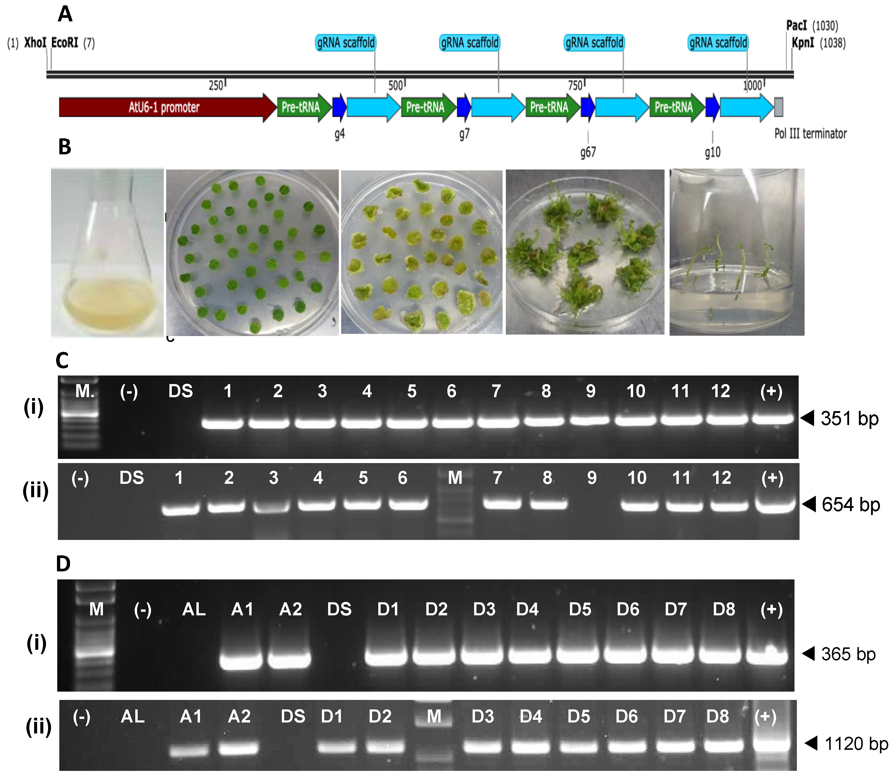 Plants 12 00379 g004
