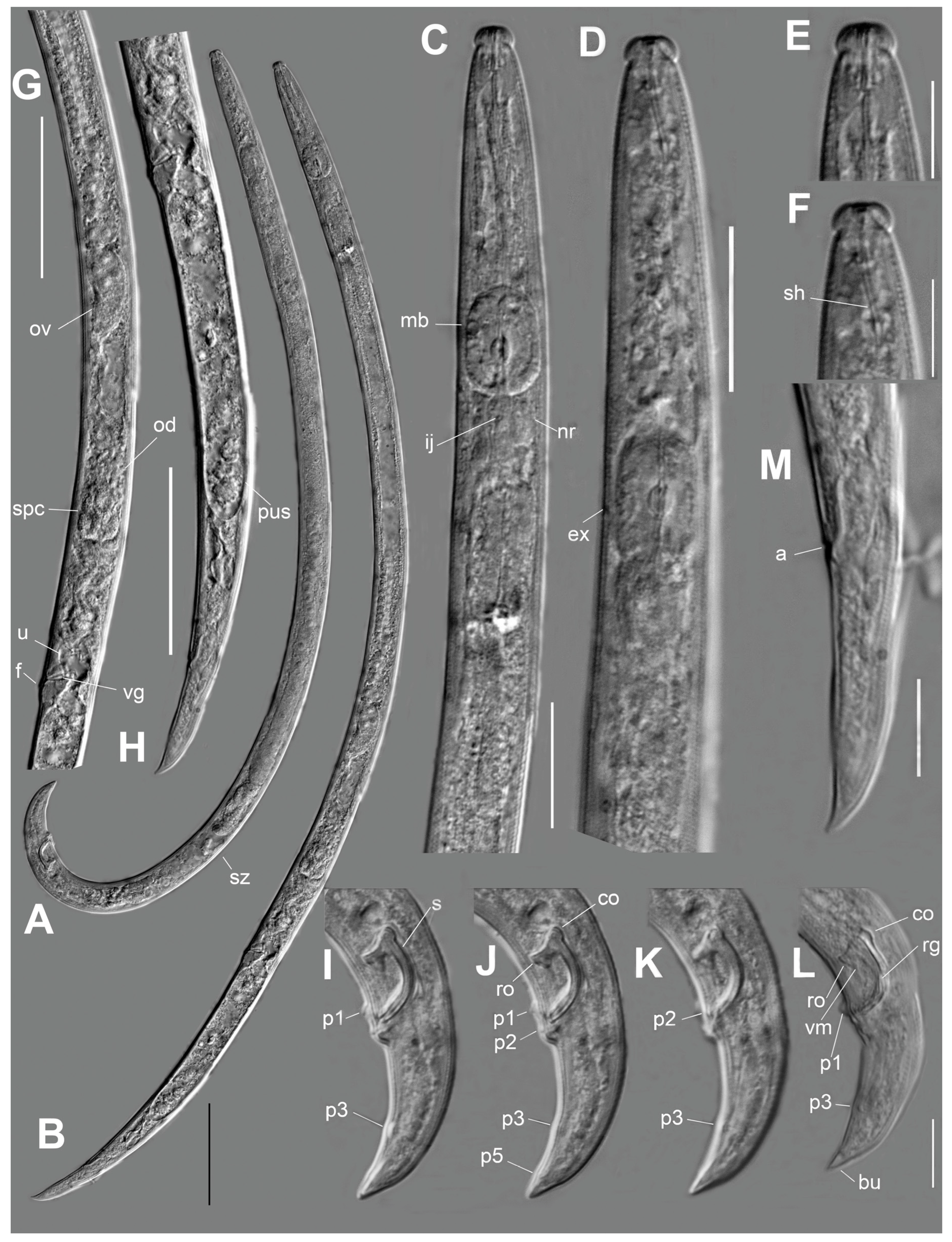 Plants 12 00382 g001 Plants 12 00382 g001