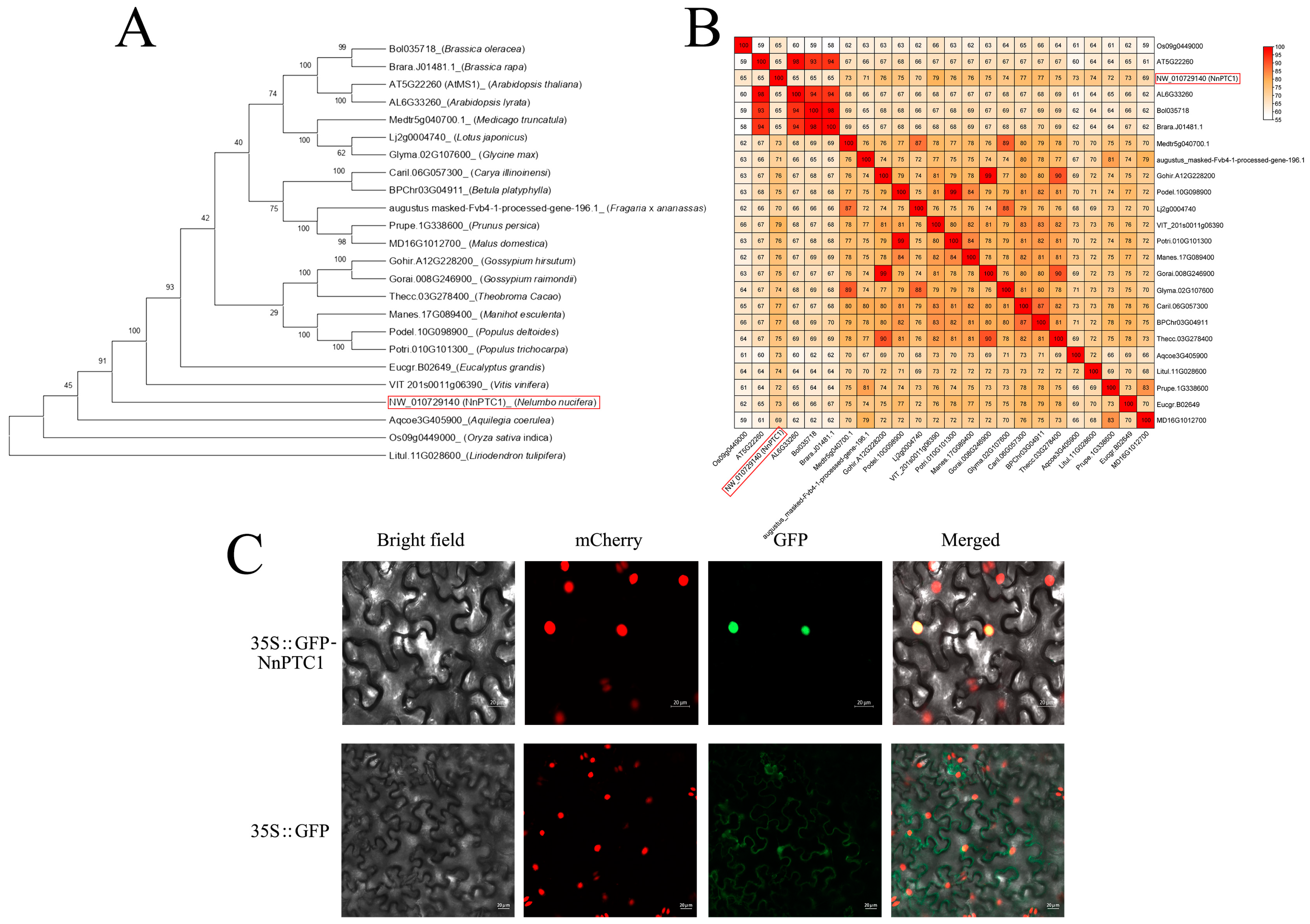 Plants 12 00387 g005