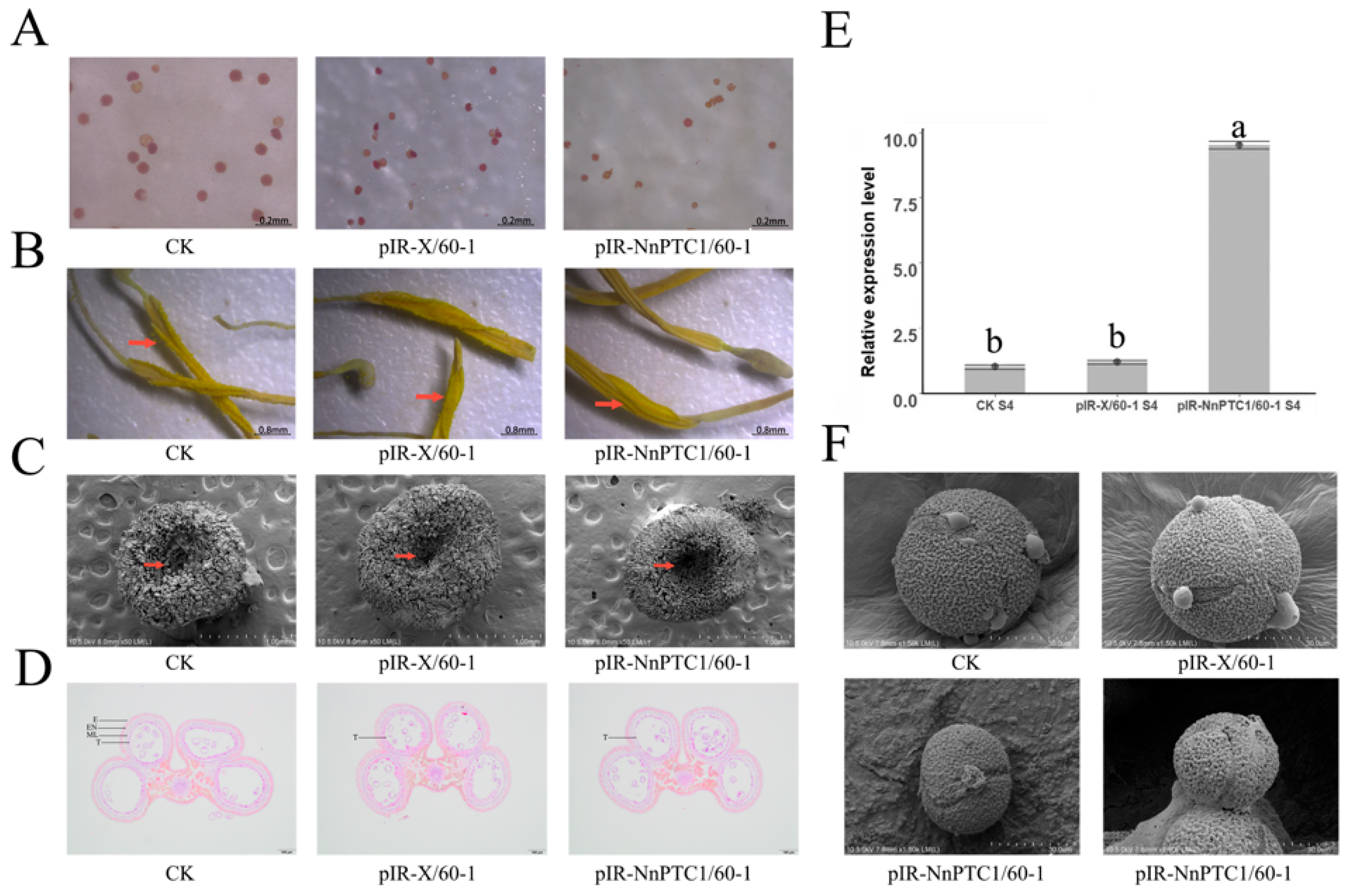 Plants 12 00387 g006