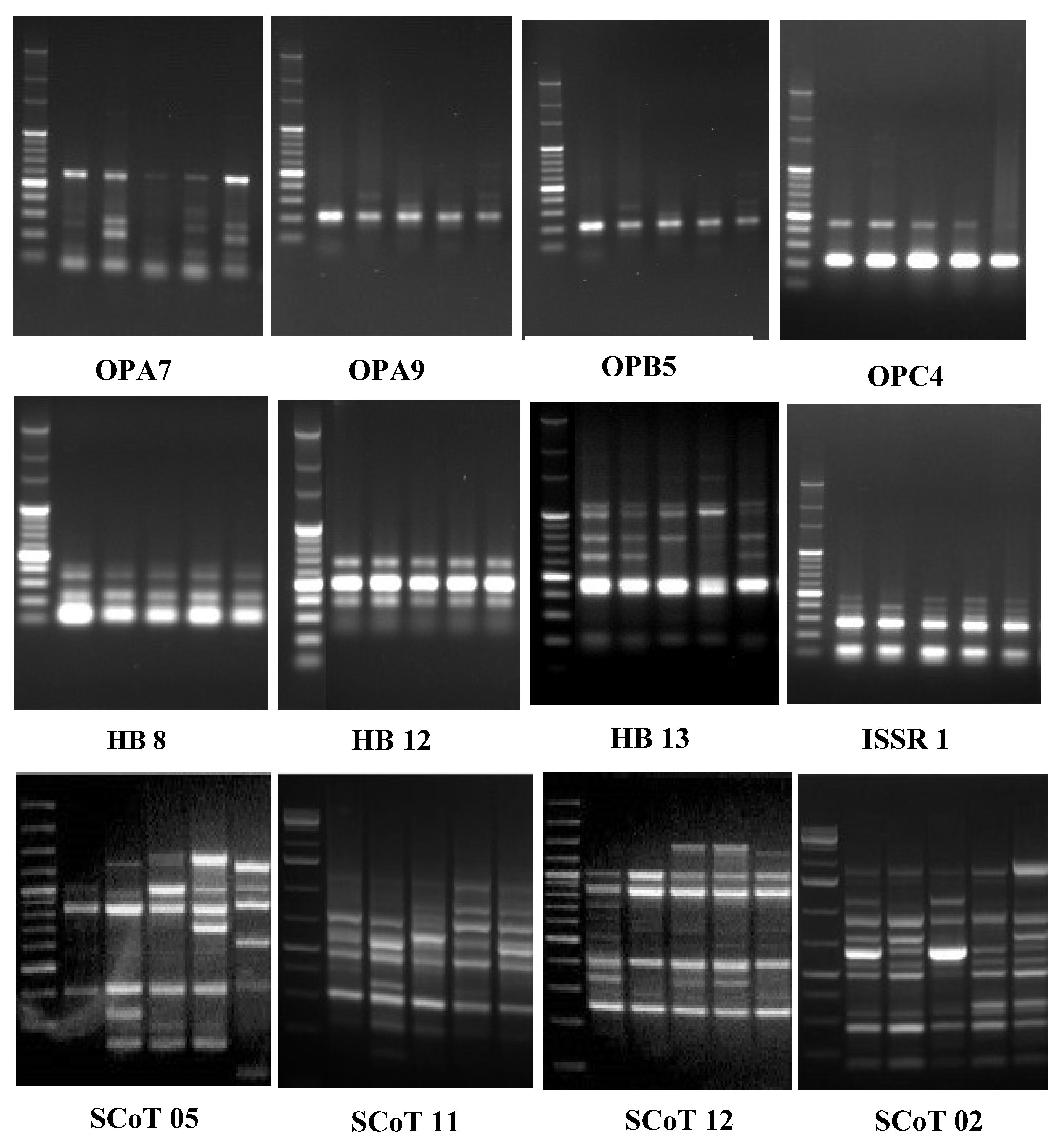 Characterization of Some Cichorium Taxa Grown under