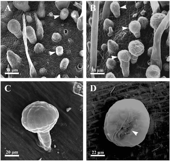 Developmental Programmed Cell Death Involved in Ontogenesis