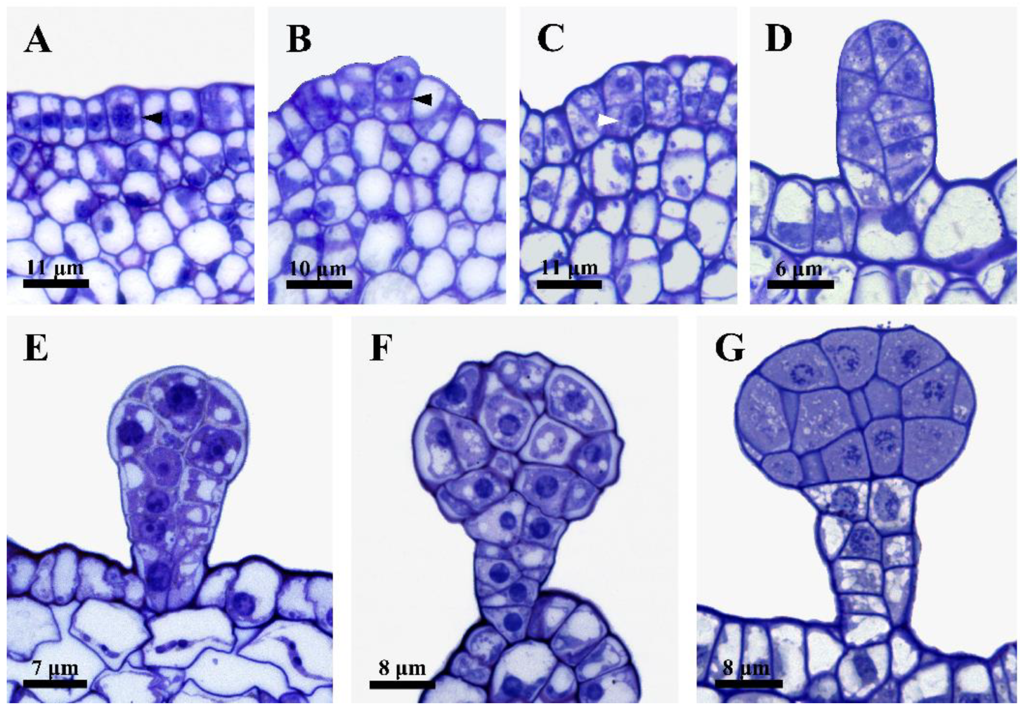 Plants 12 00395 g002 Plants 12 00395 g002