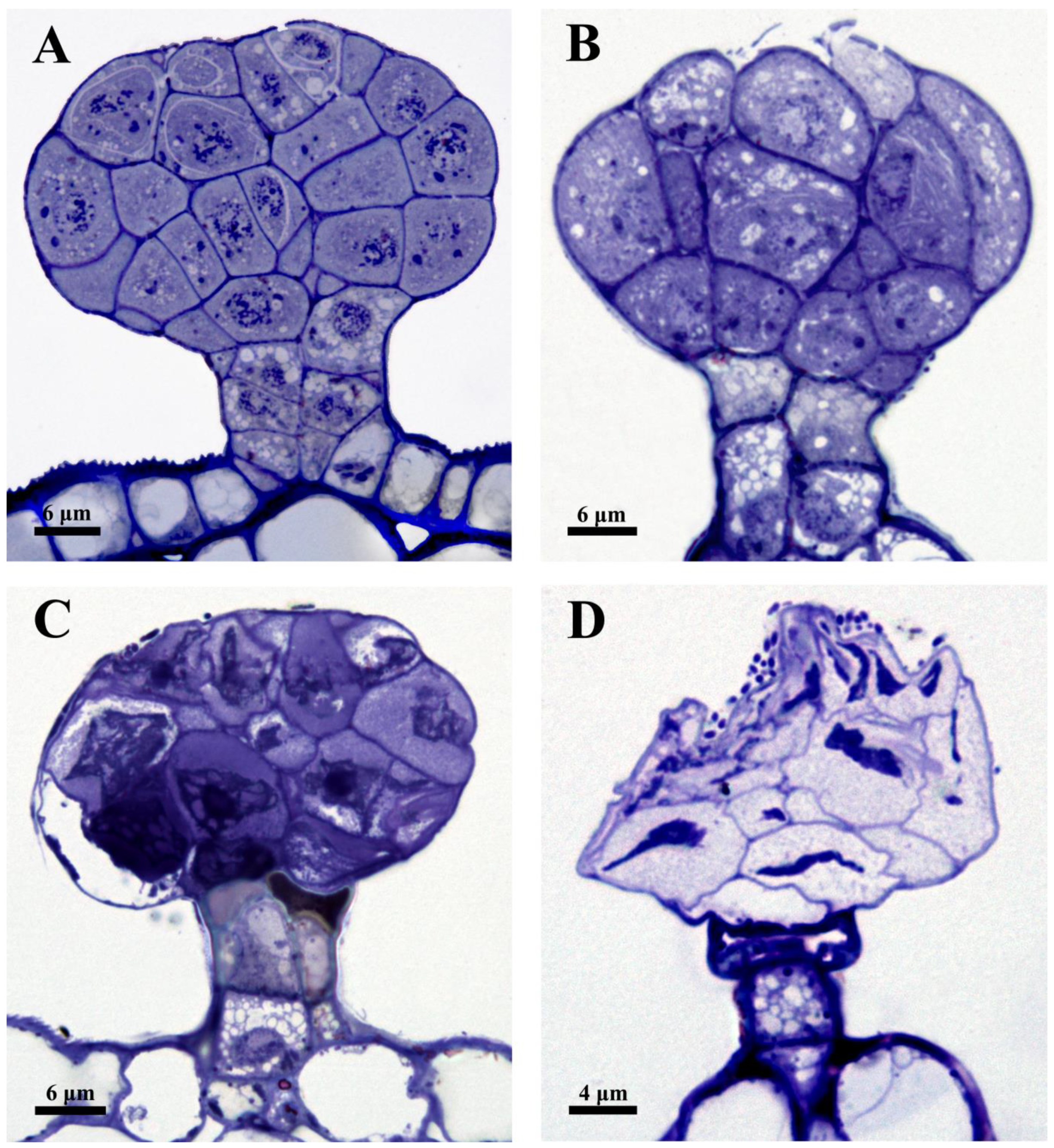 Plants 12 00395 g003 Plants 12 00395 g003