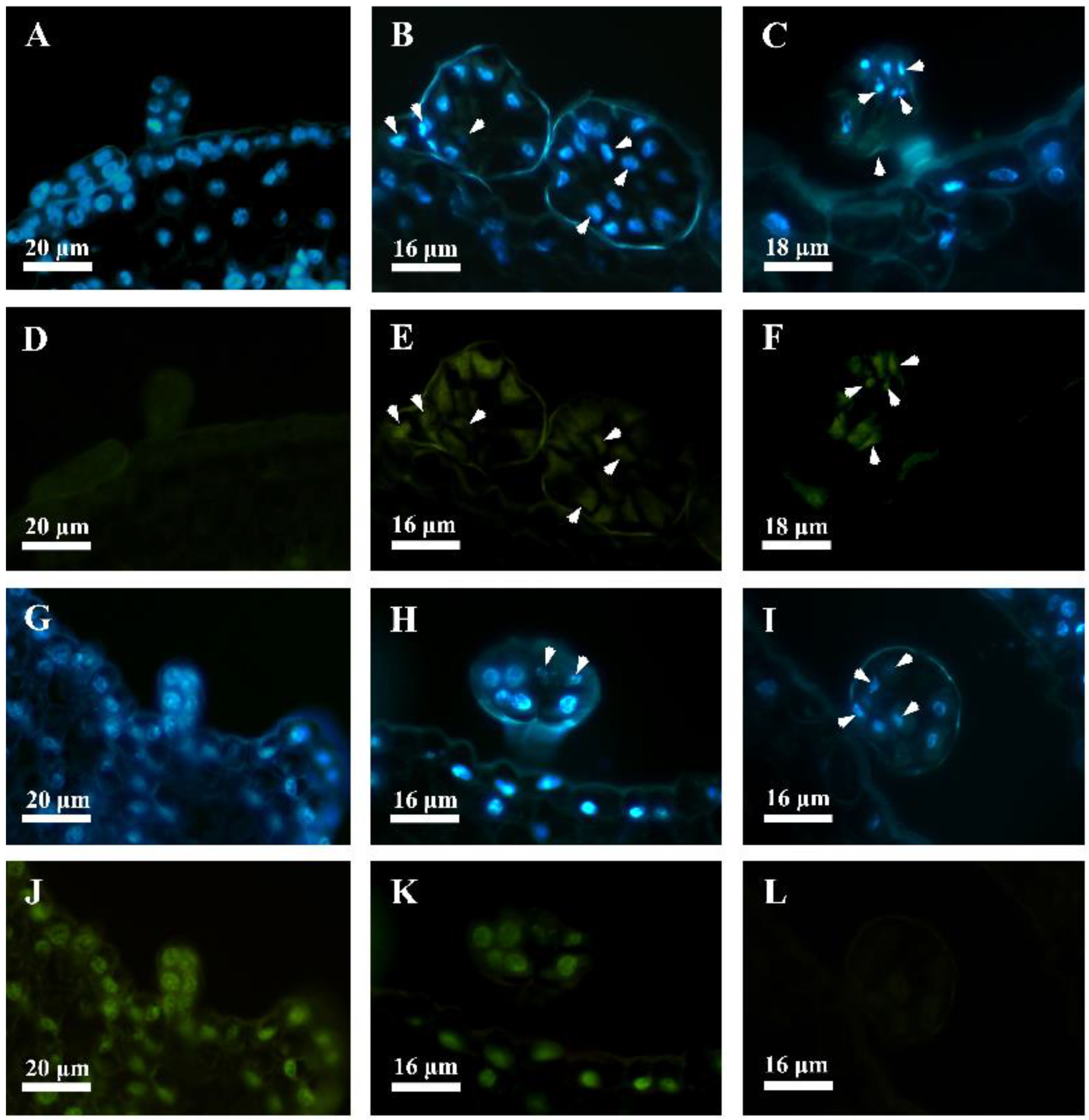 Plants 12 00395 g004 Plants 12 00395 g004