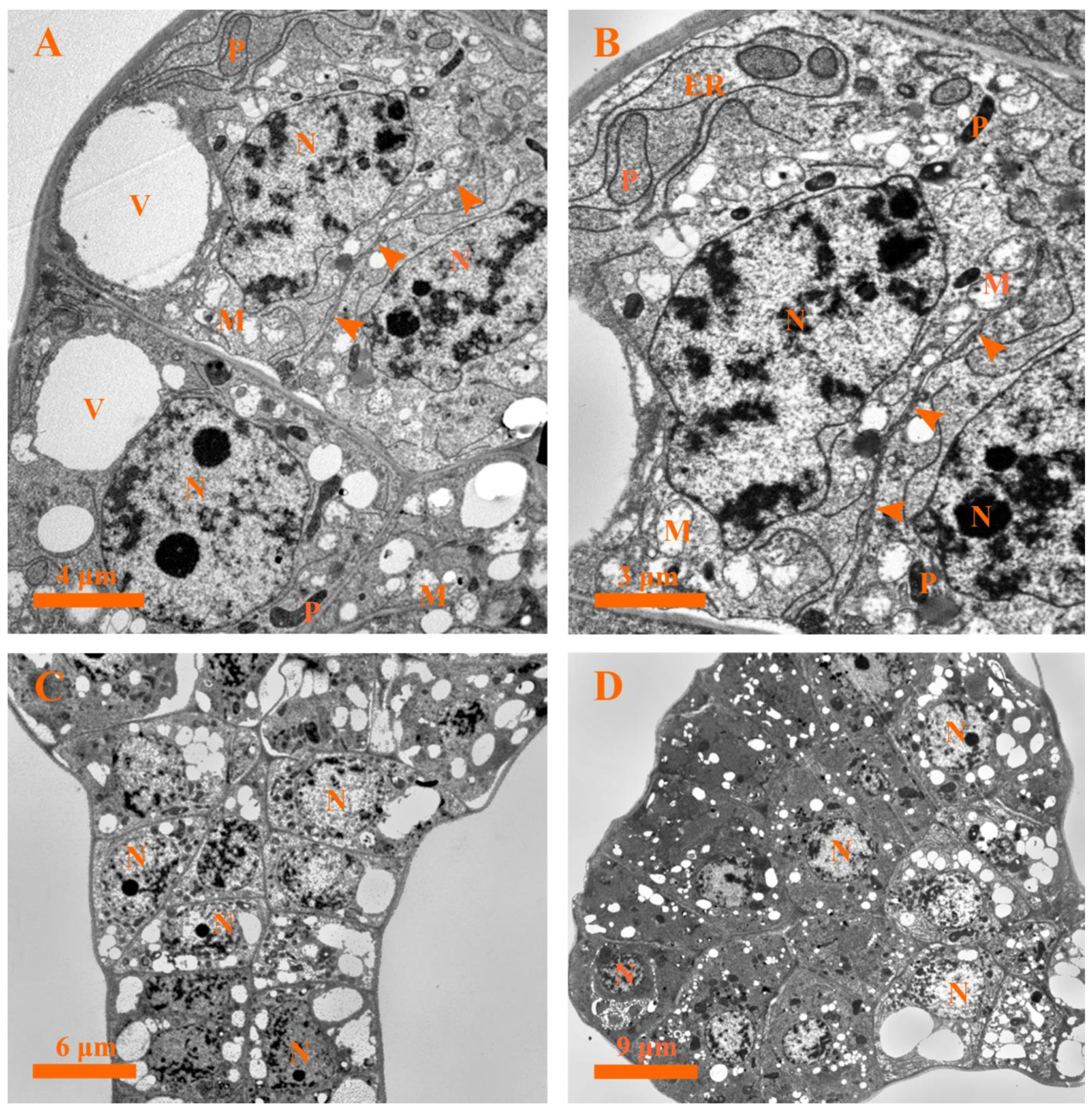 Plants 12 00395 g006 Plants 12 00395 g006