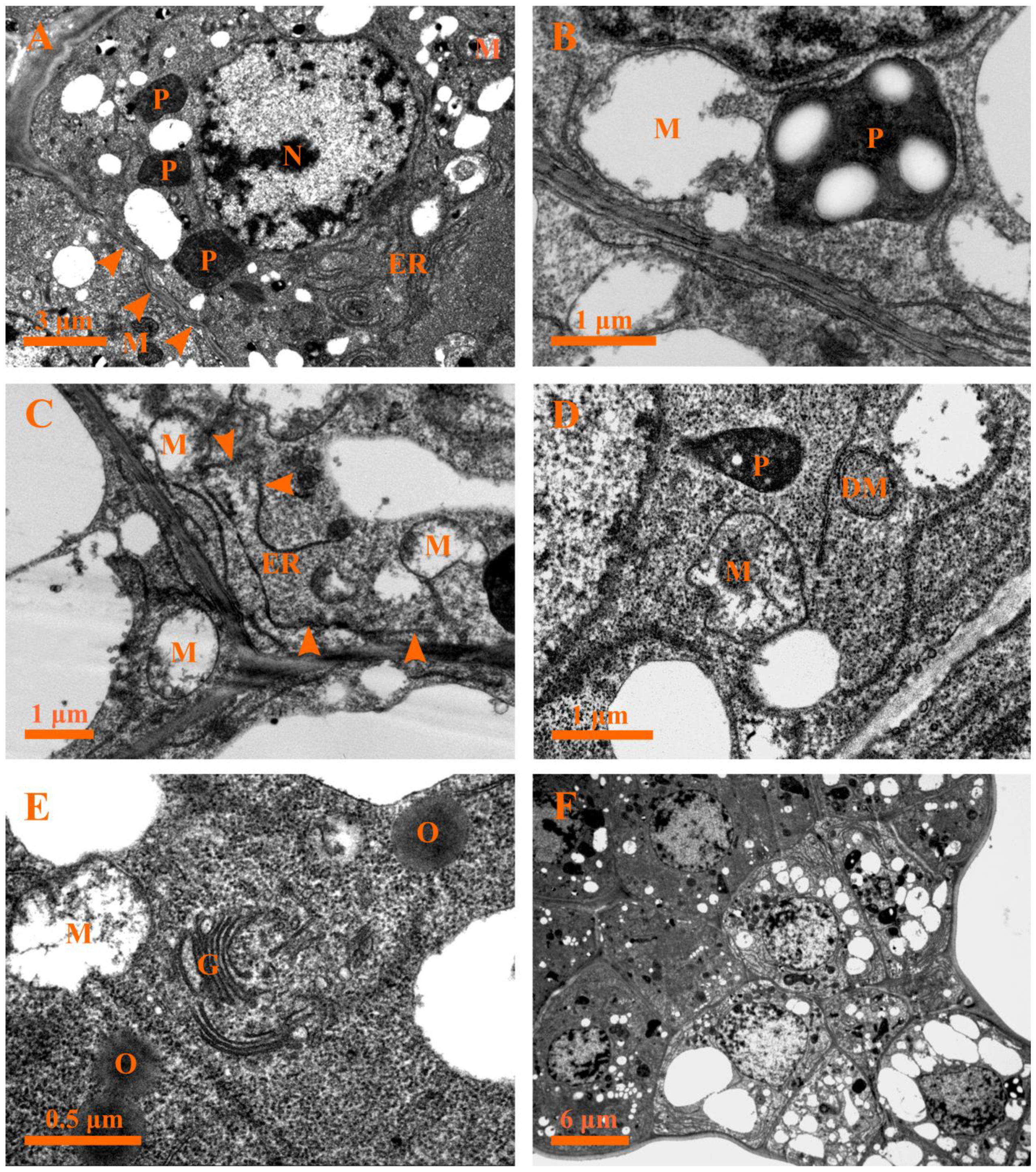 Plants 12 00395 g007 Plants 12 00395 g007