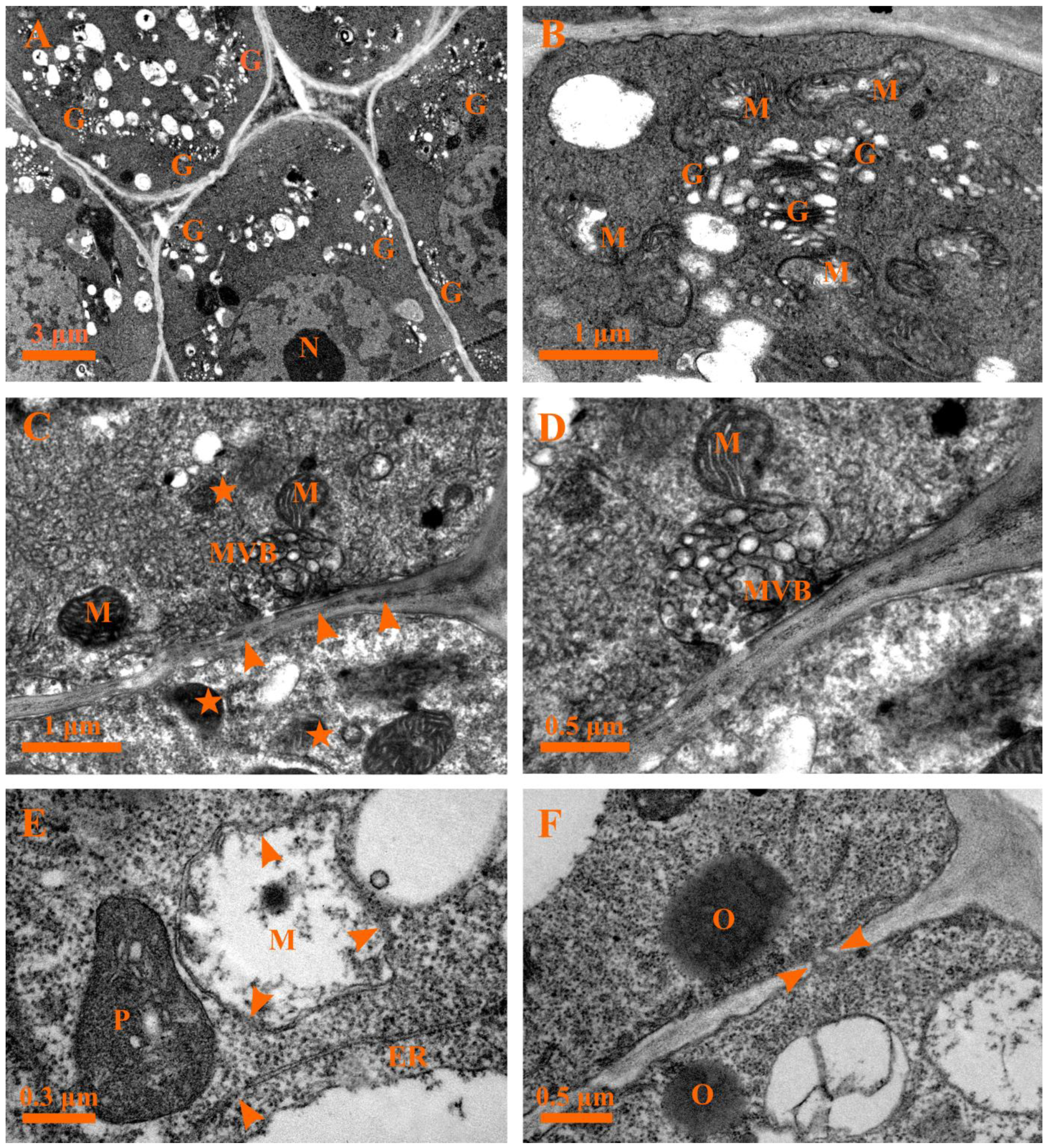 Plants 12 00395 g008 Plants 12 00395 g008