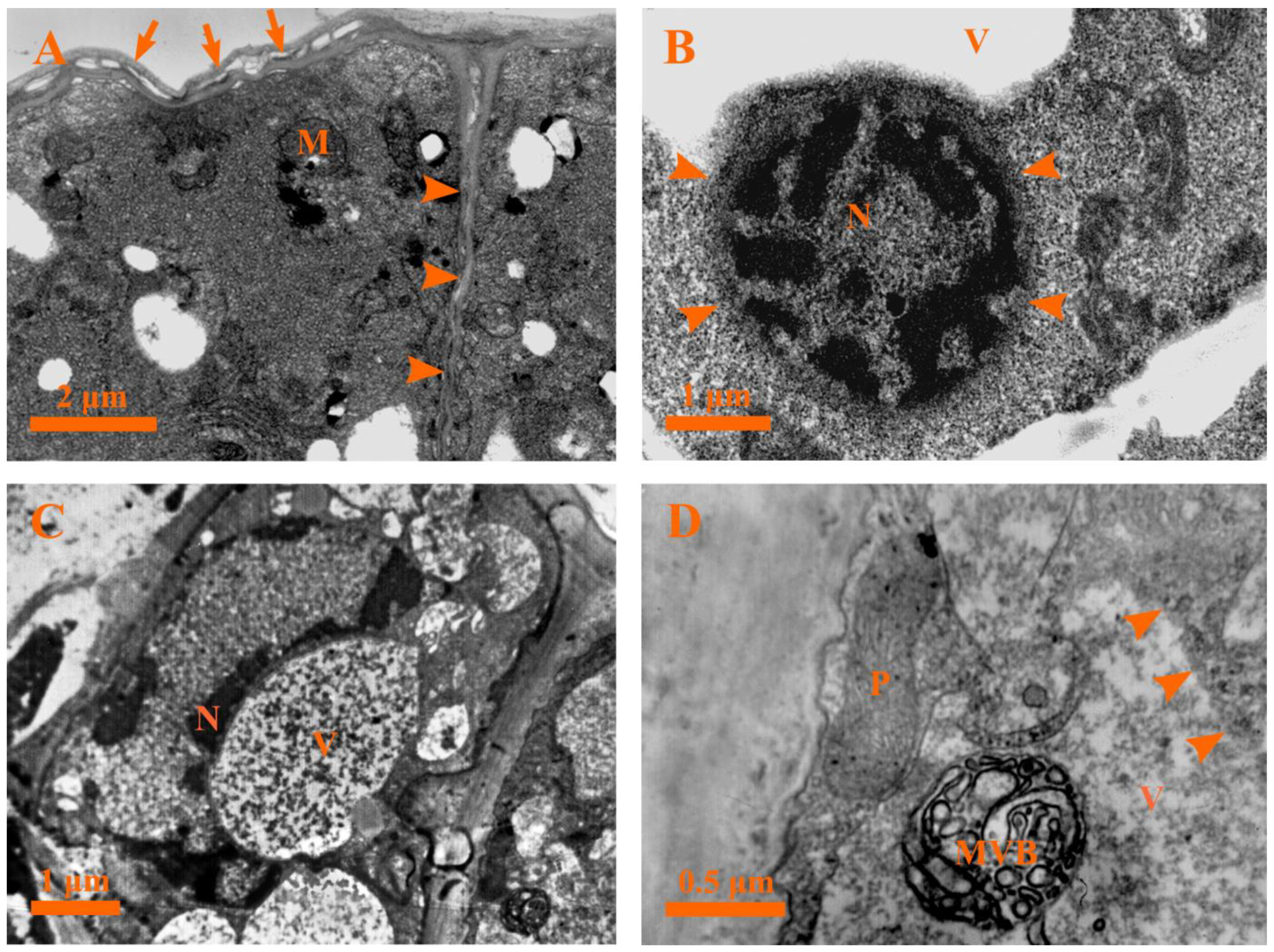 Plants 12 00395 g009 Plants 12 00395 g009