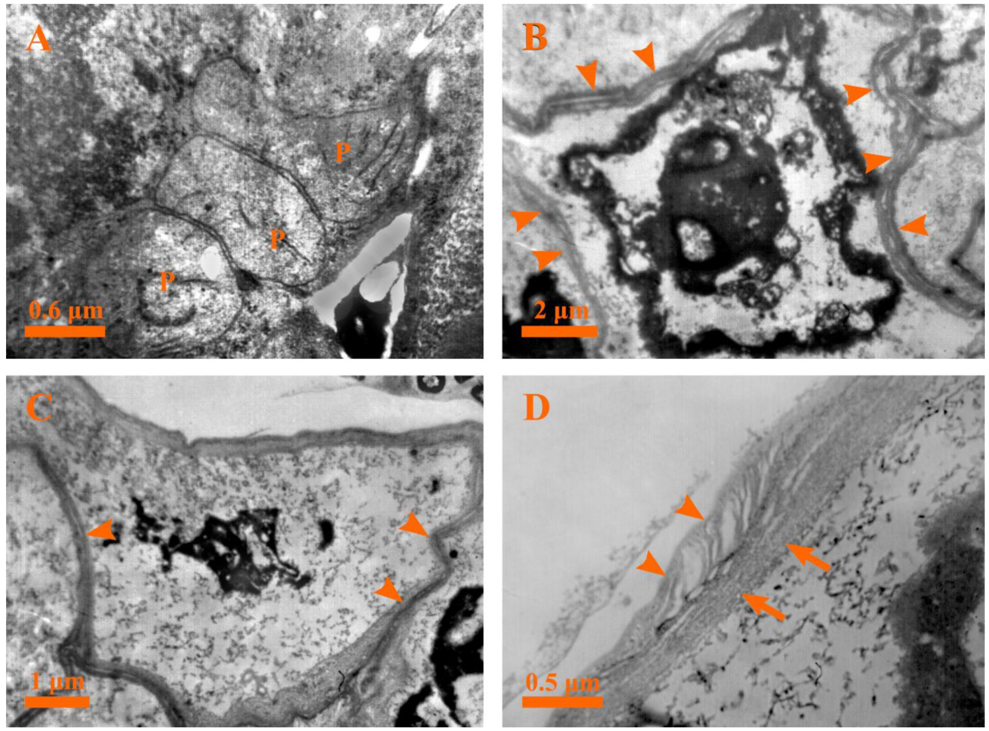 Plants 12 00395 g010 Plants 12 00395 g010