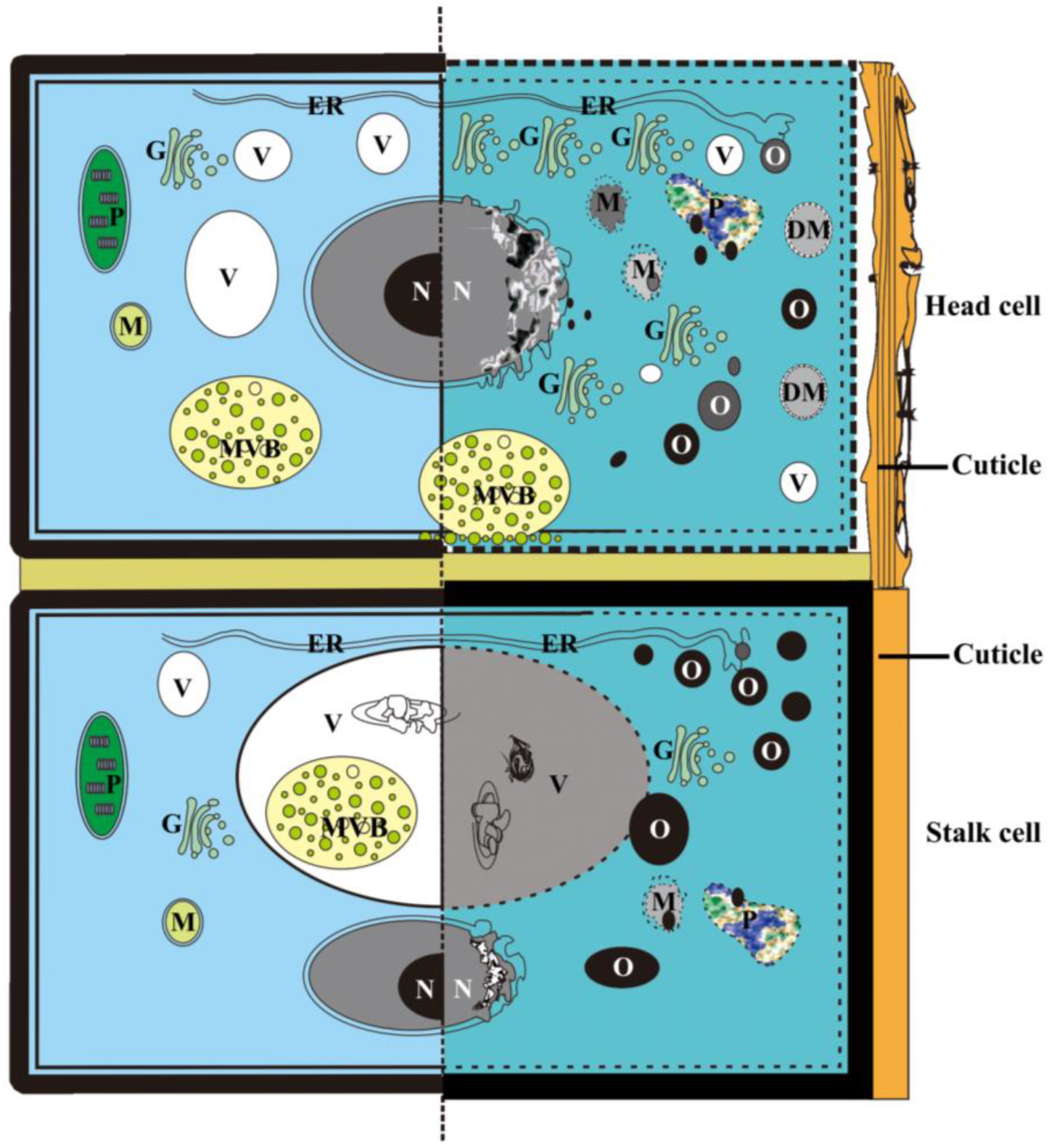 Plants 12 00395 g012 Plants 12 00395 g012