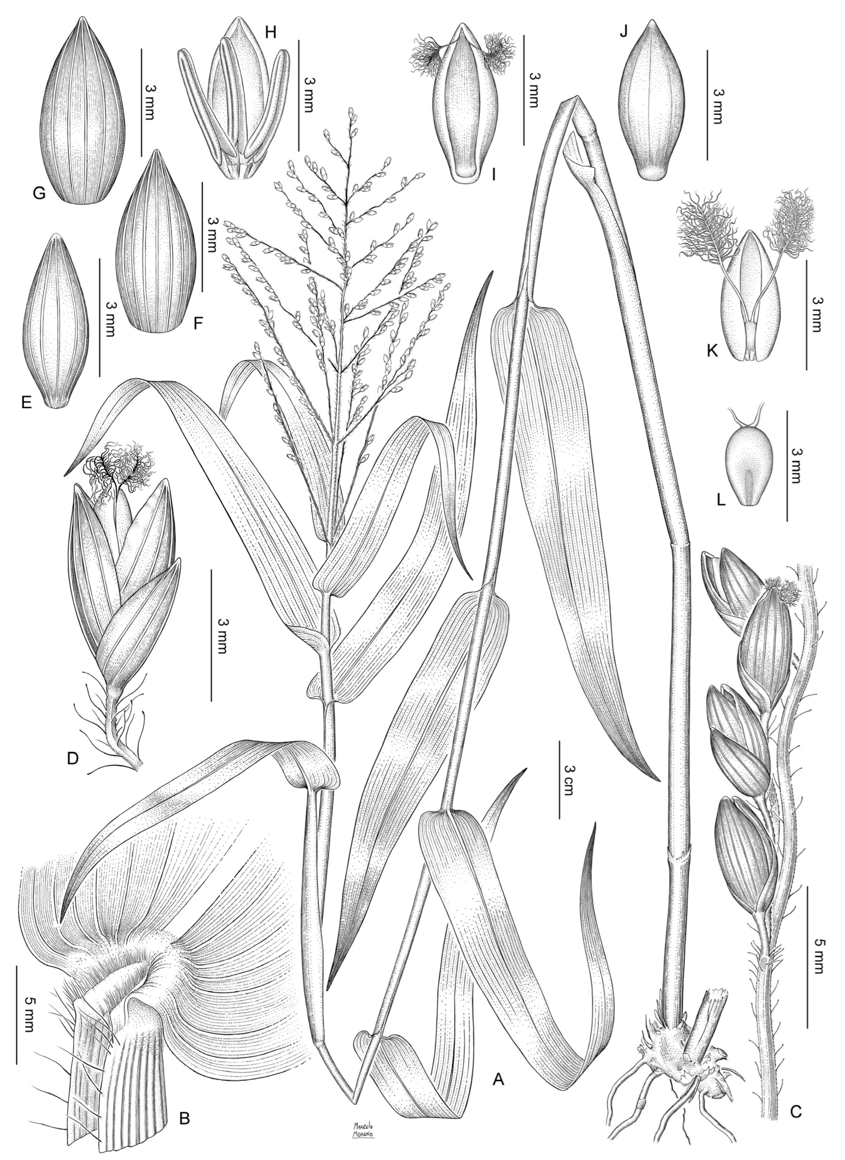 Plants 12 00399 g004 Plants 12 00399 g004