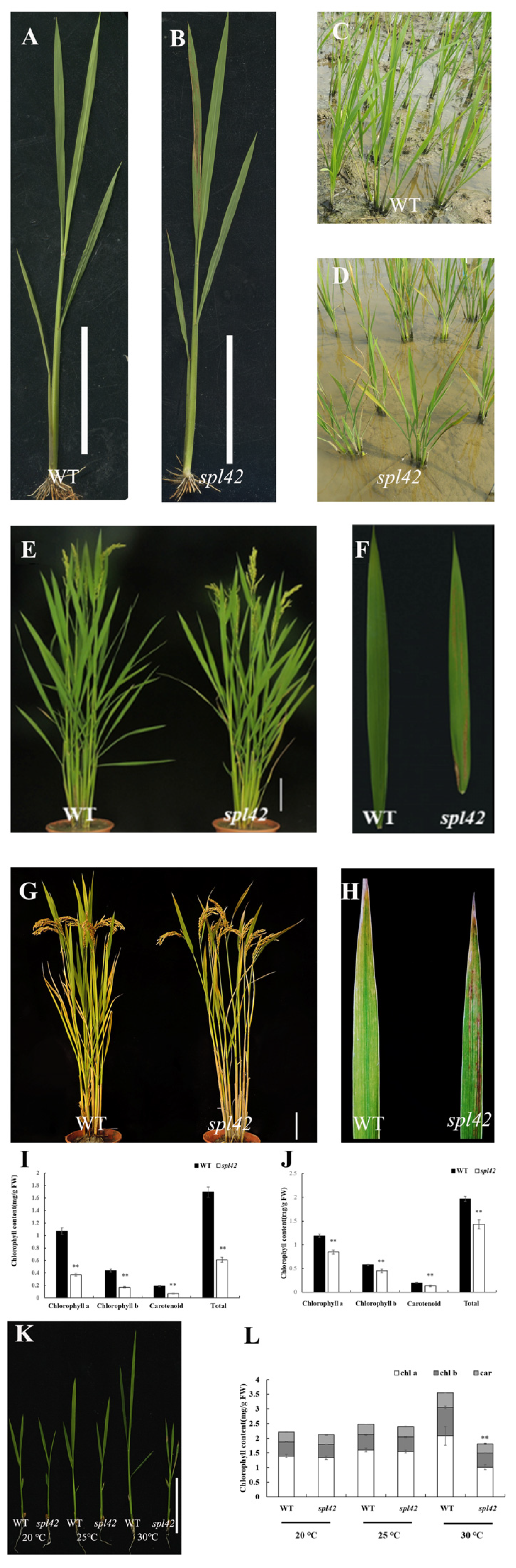 Plants 12 00403 g001 Plants 12 00403 g001