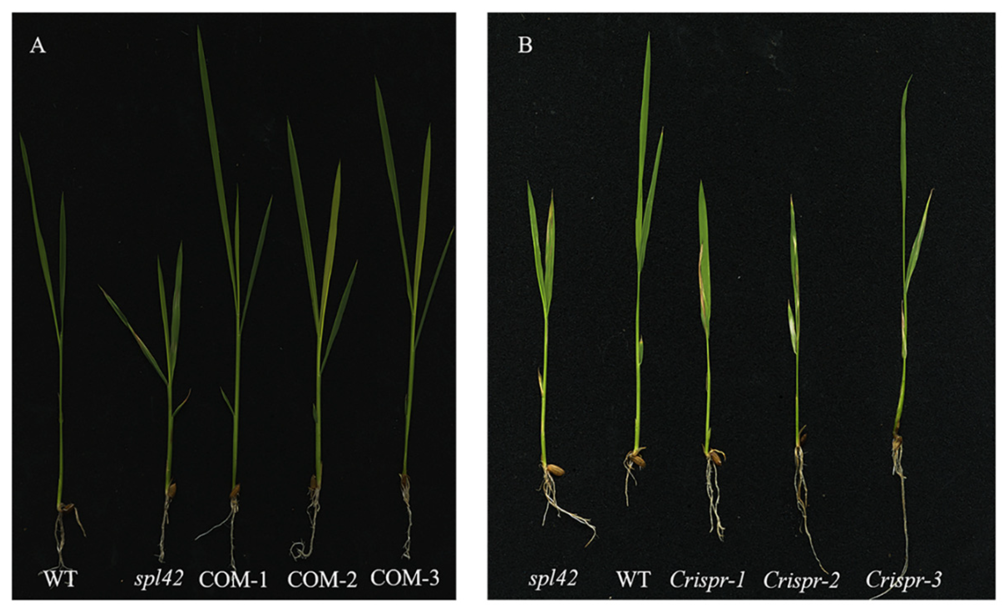 Plants 12 00403 g006 Plants 12 00403 g006