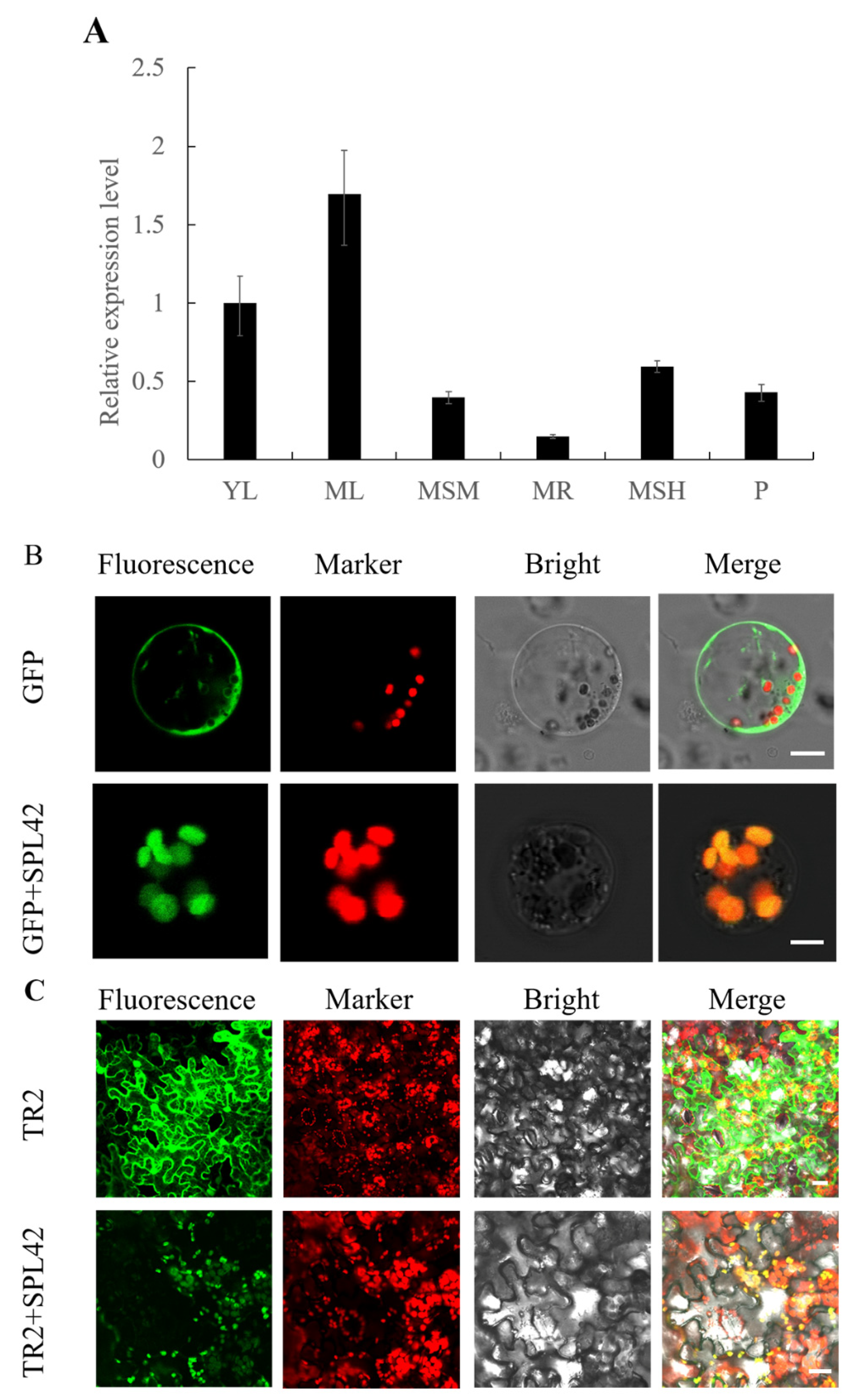 Plants 12 00403 g008 Plants 12 00403 g008
