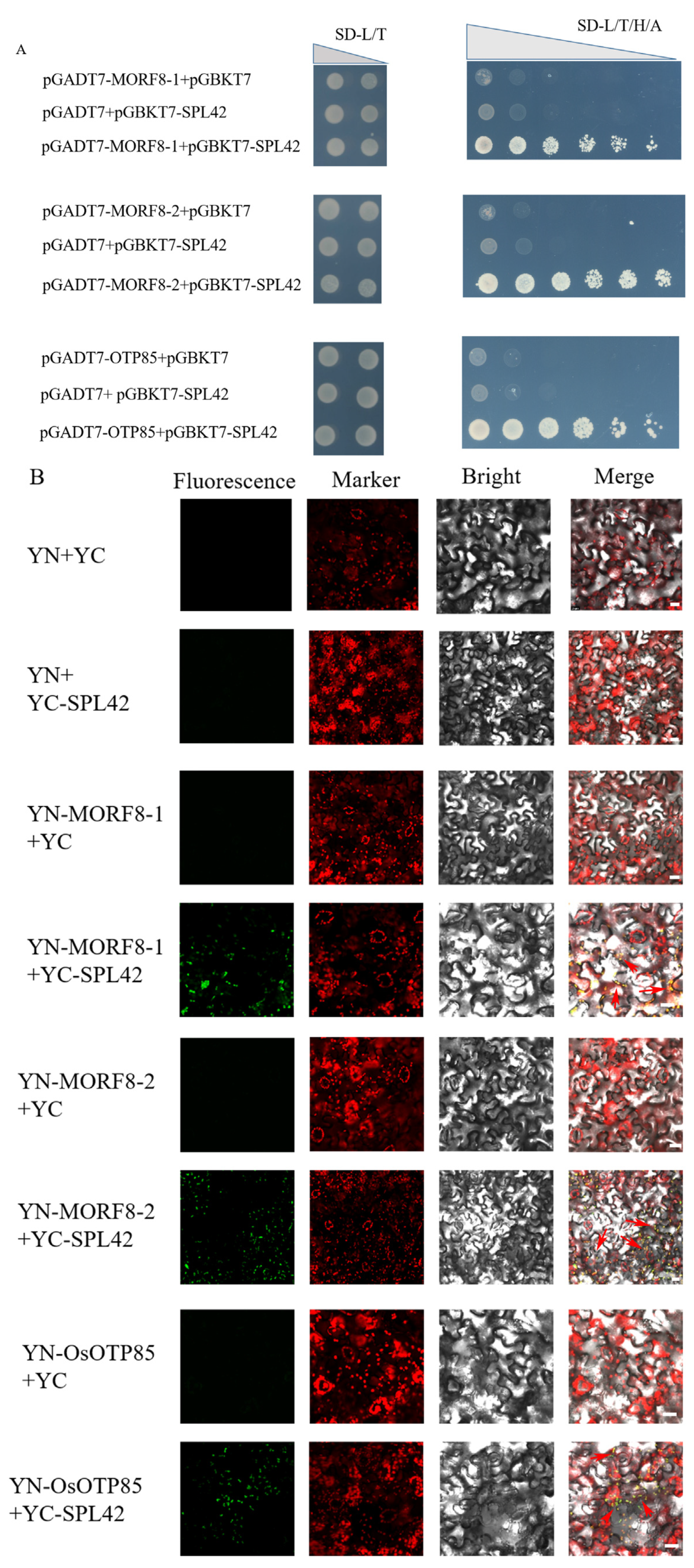 Plants 12 00403 g009 Plants 12 00403 g009