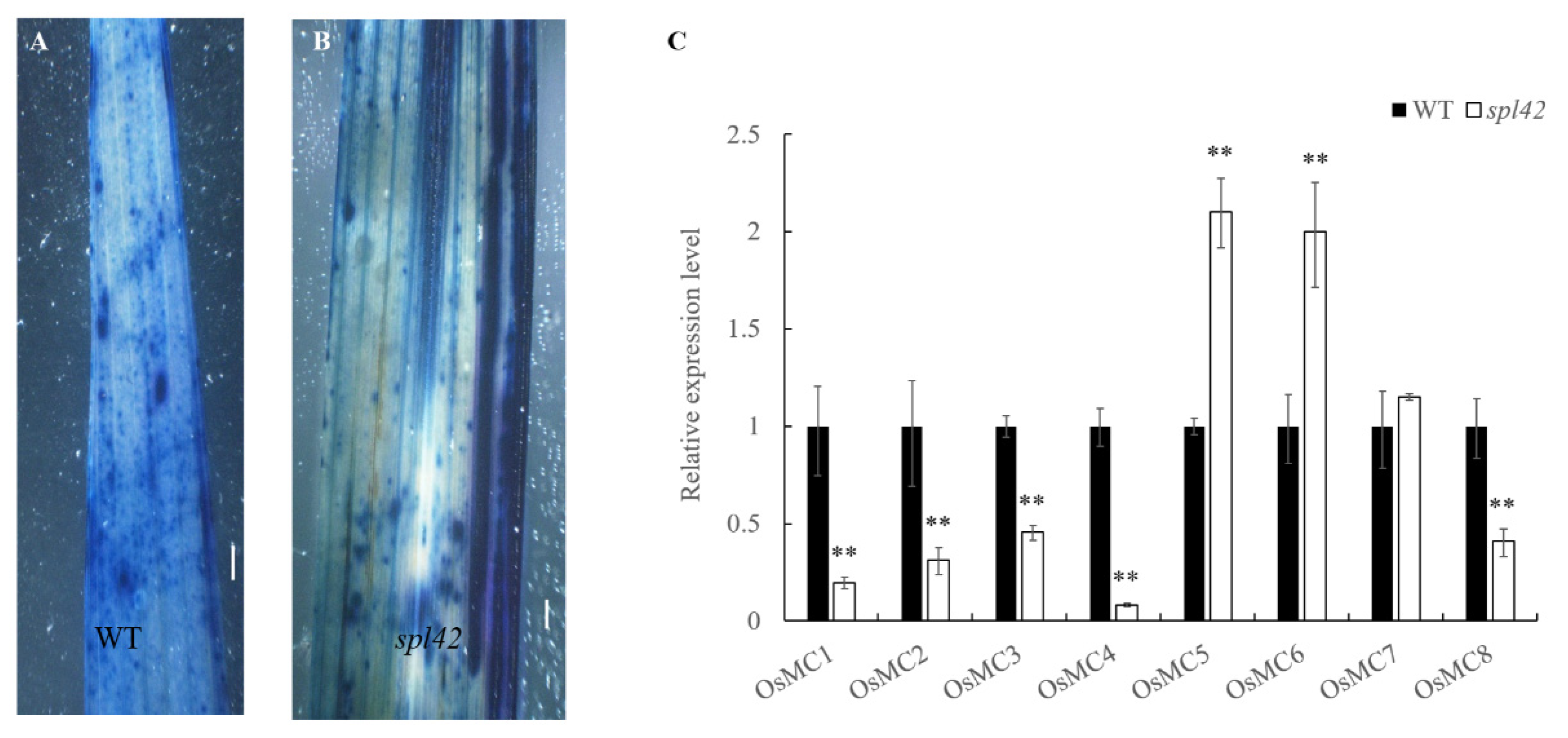 Plants 12 00403 g0a1 Plants 12 00403 g0a1