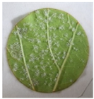 Plants 12 00404 i002